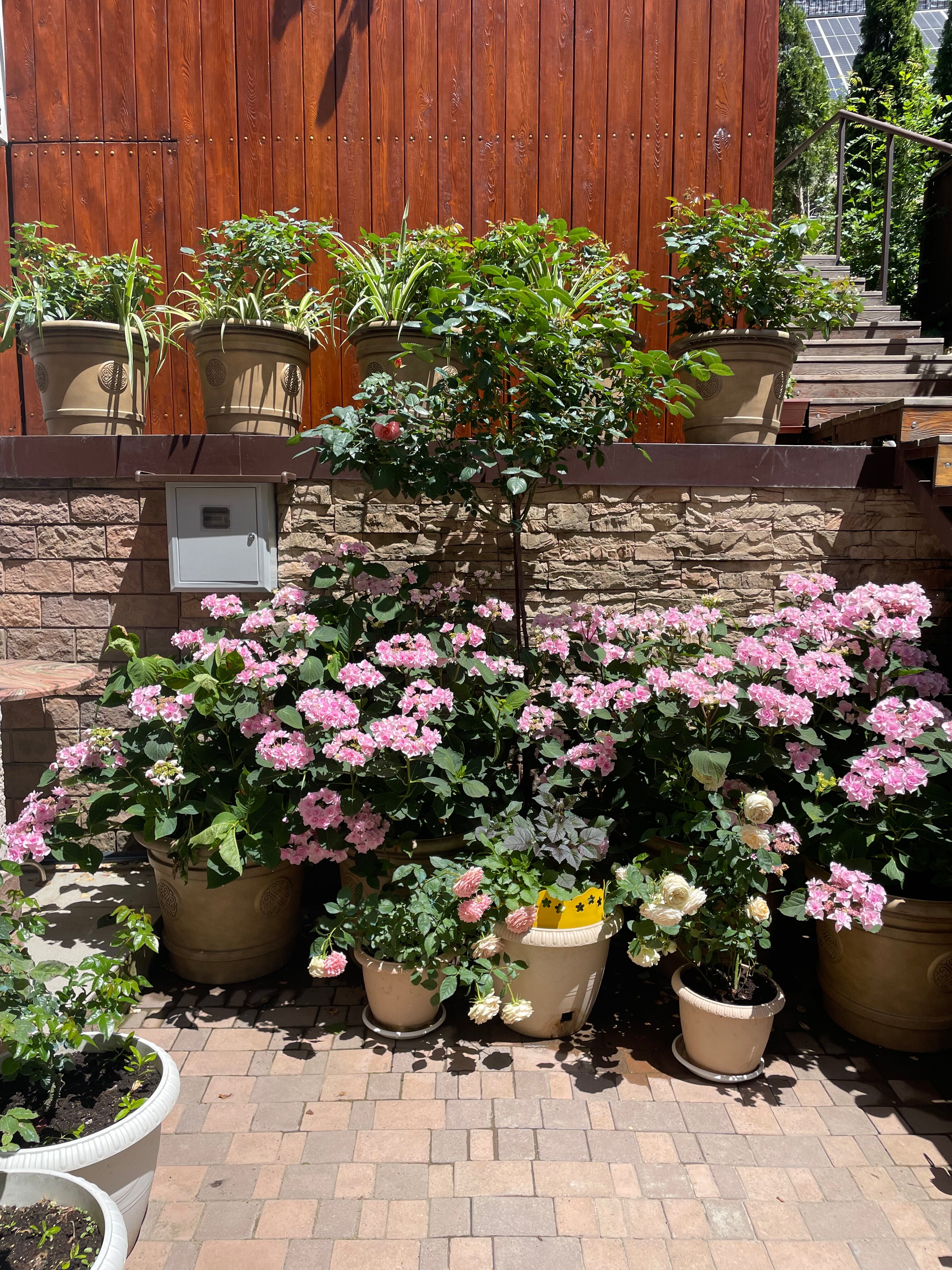 Фото Розмарин