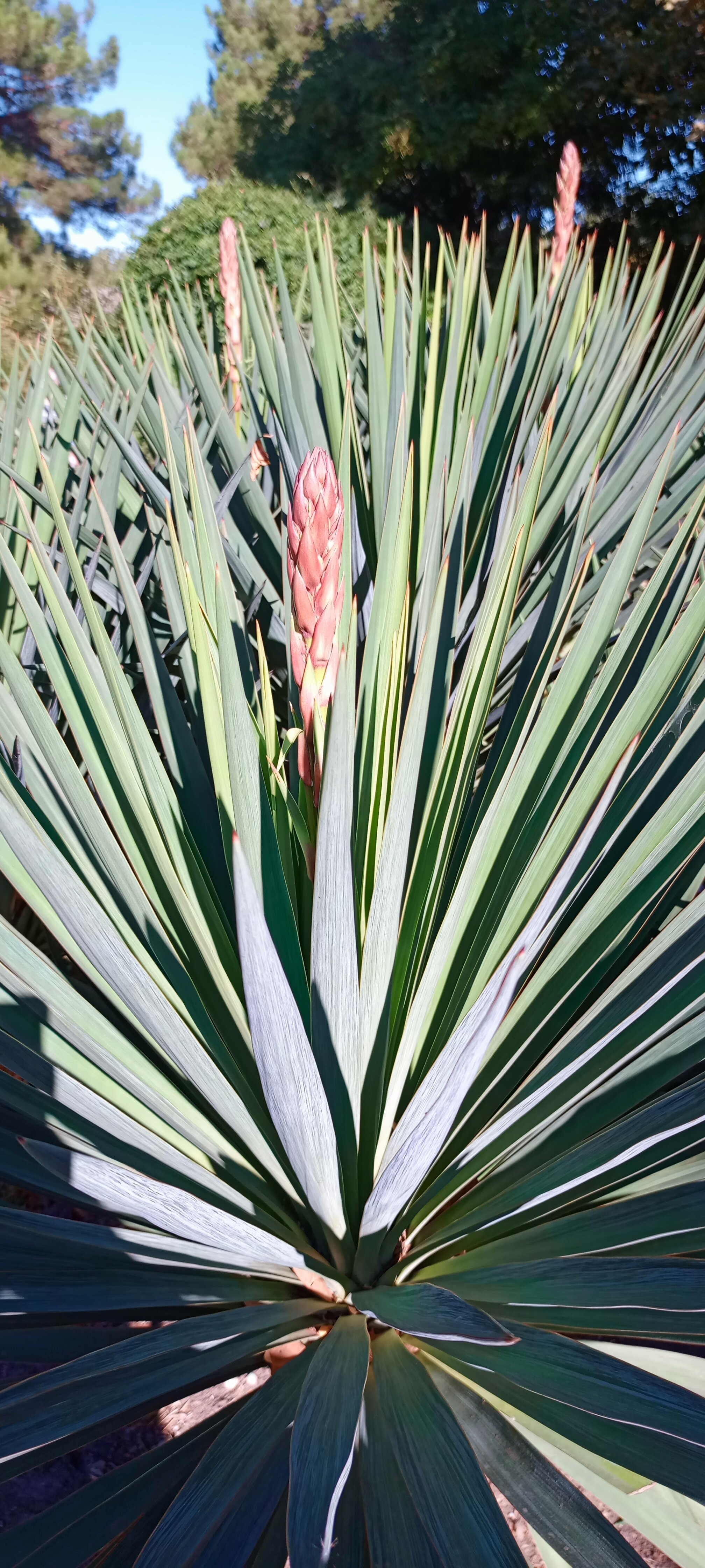 Фото Спутник