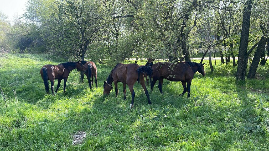Hotel Rancho Fazenda, Alma‑Ata District, photo