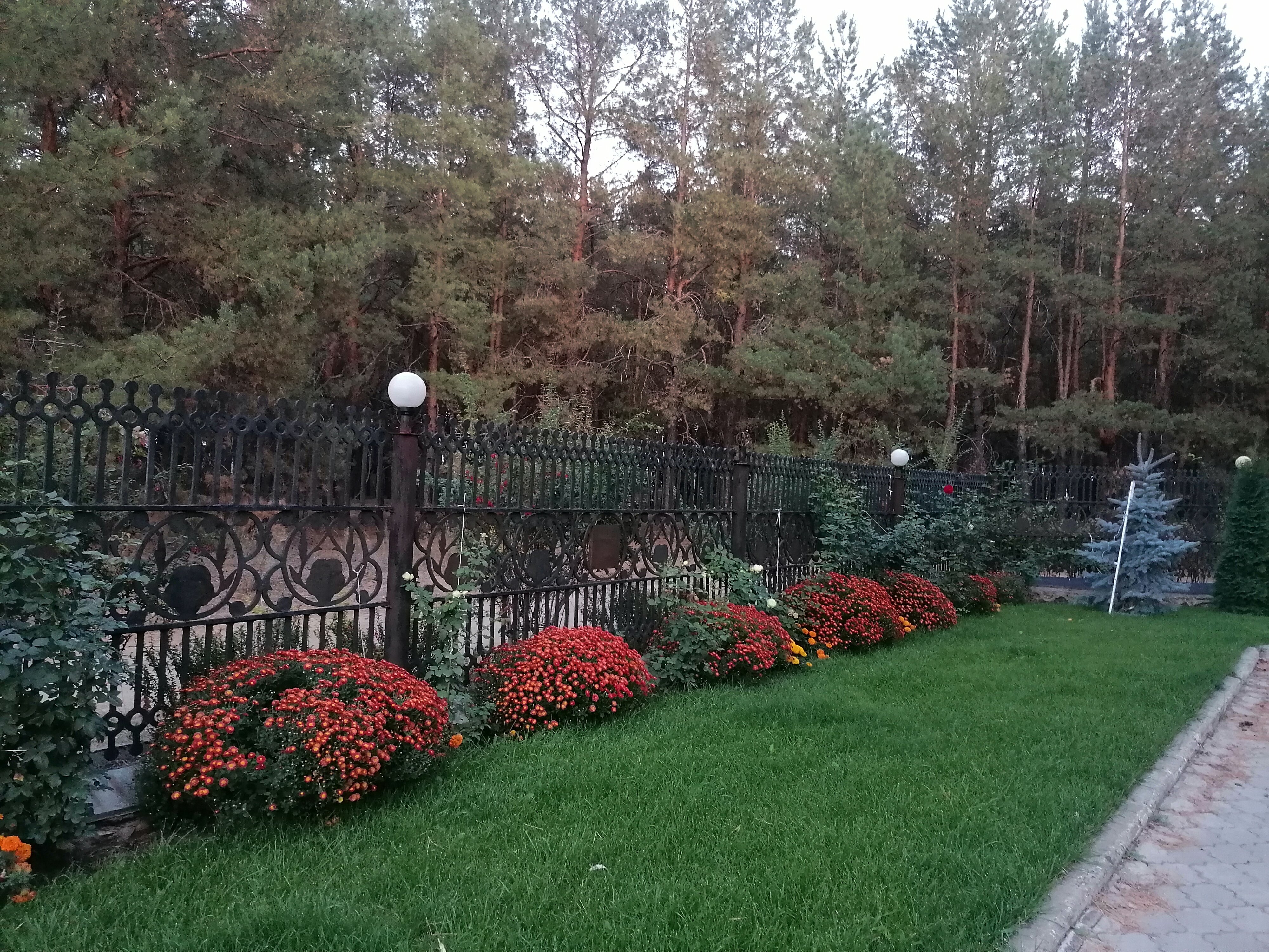 Фото Изумрудный лес