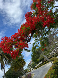 Гостиница Melia Las Americas