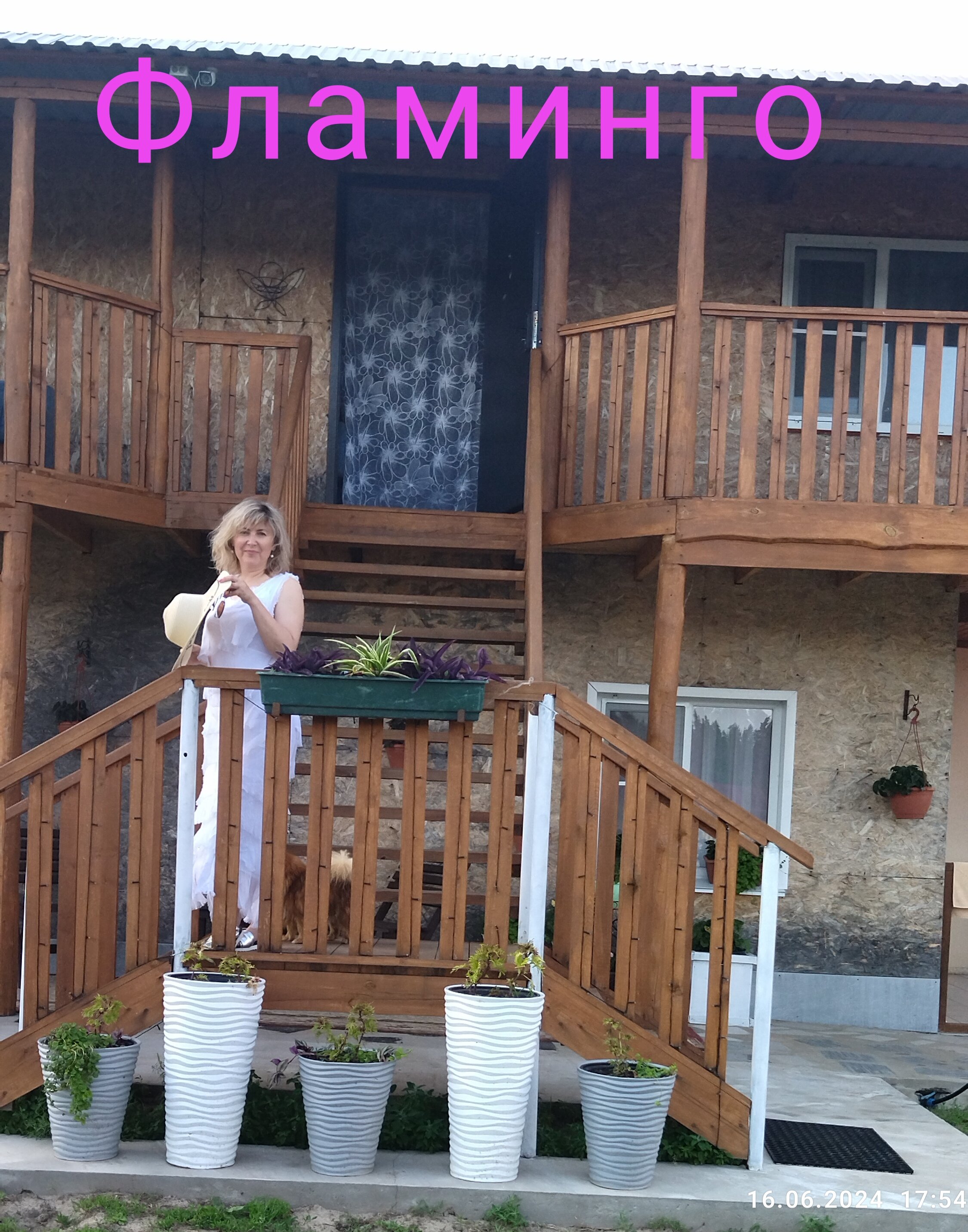 Фото Фламинго