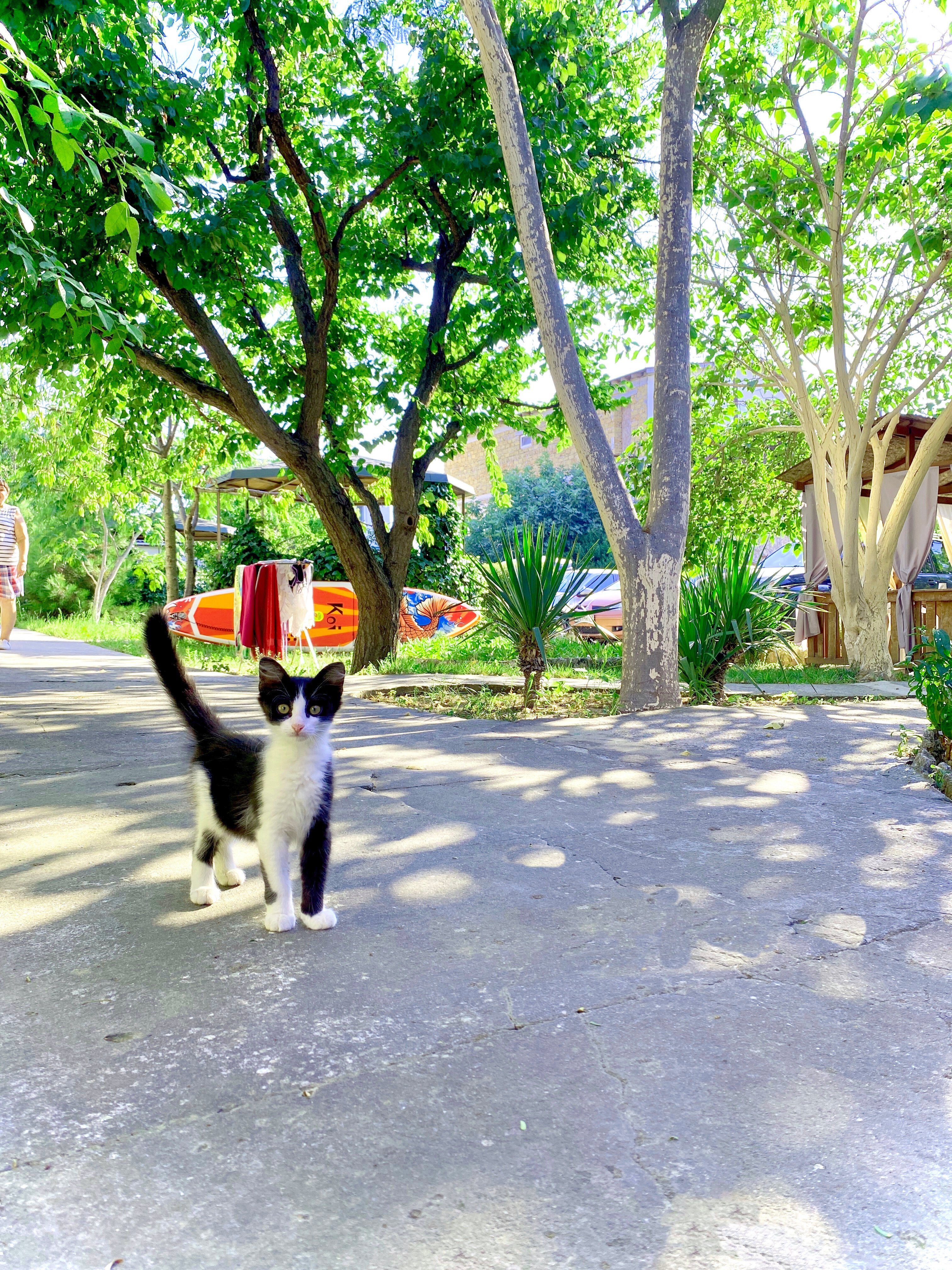 Фото АвокаДа