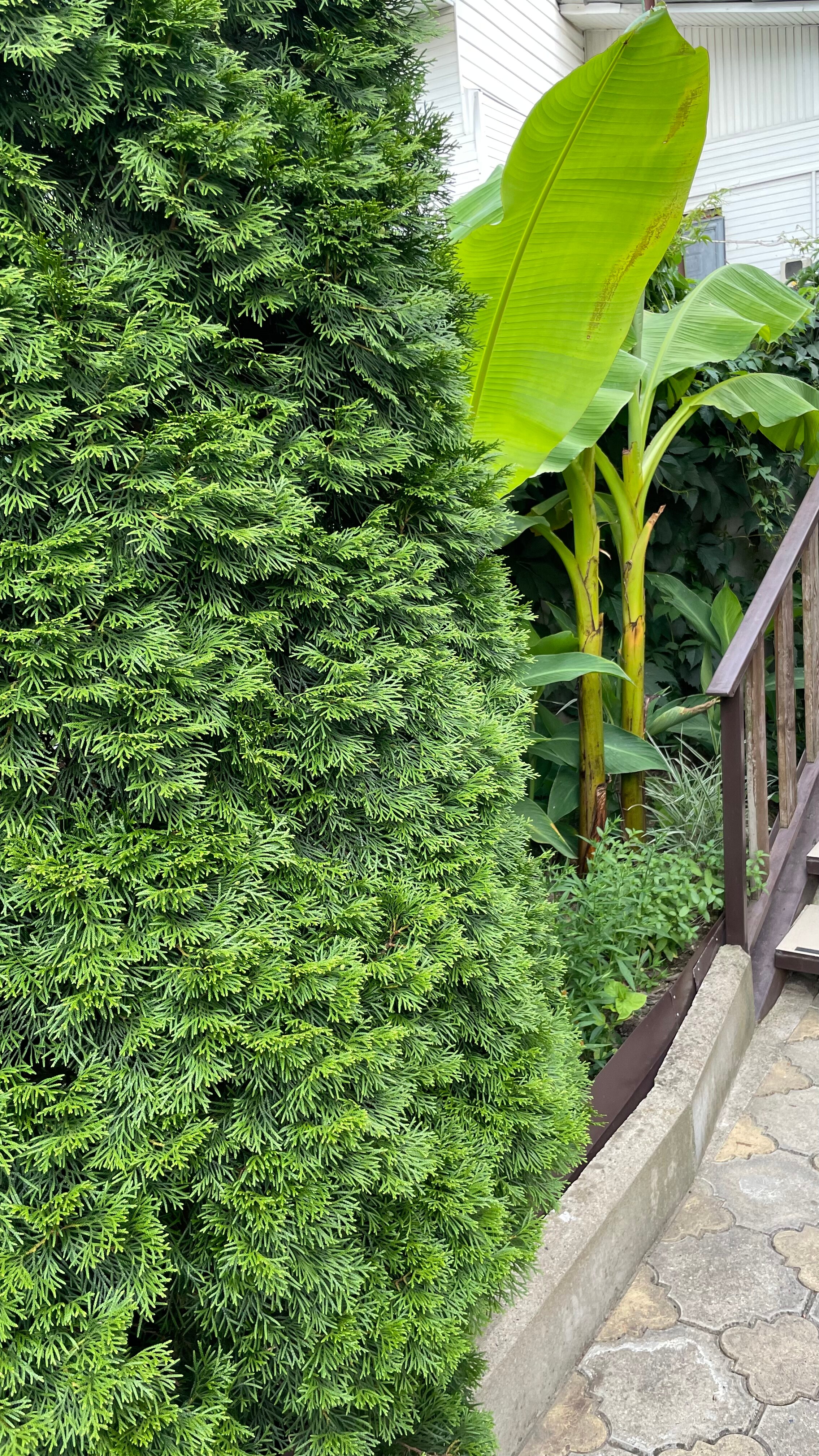 Фото Лимонад