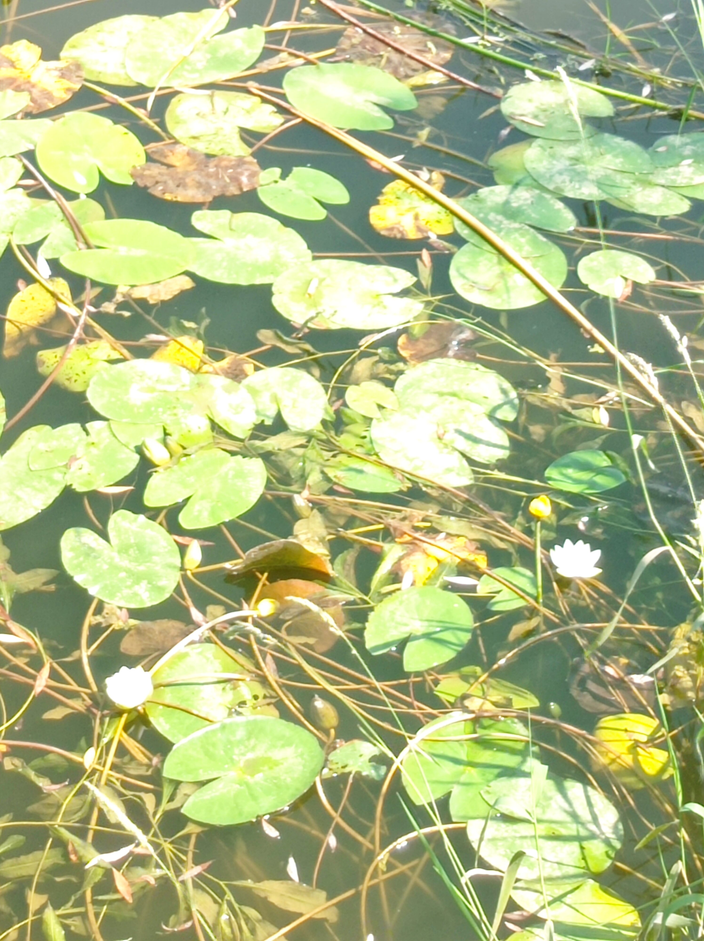 Фото Протва