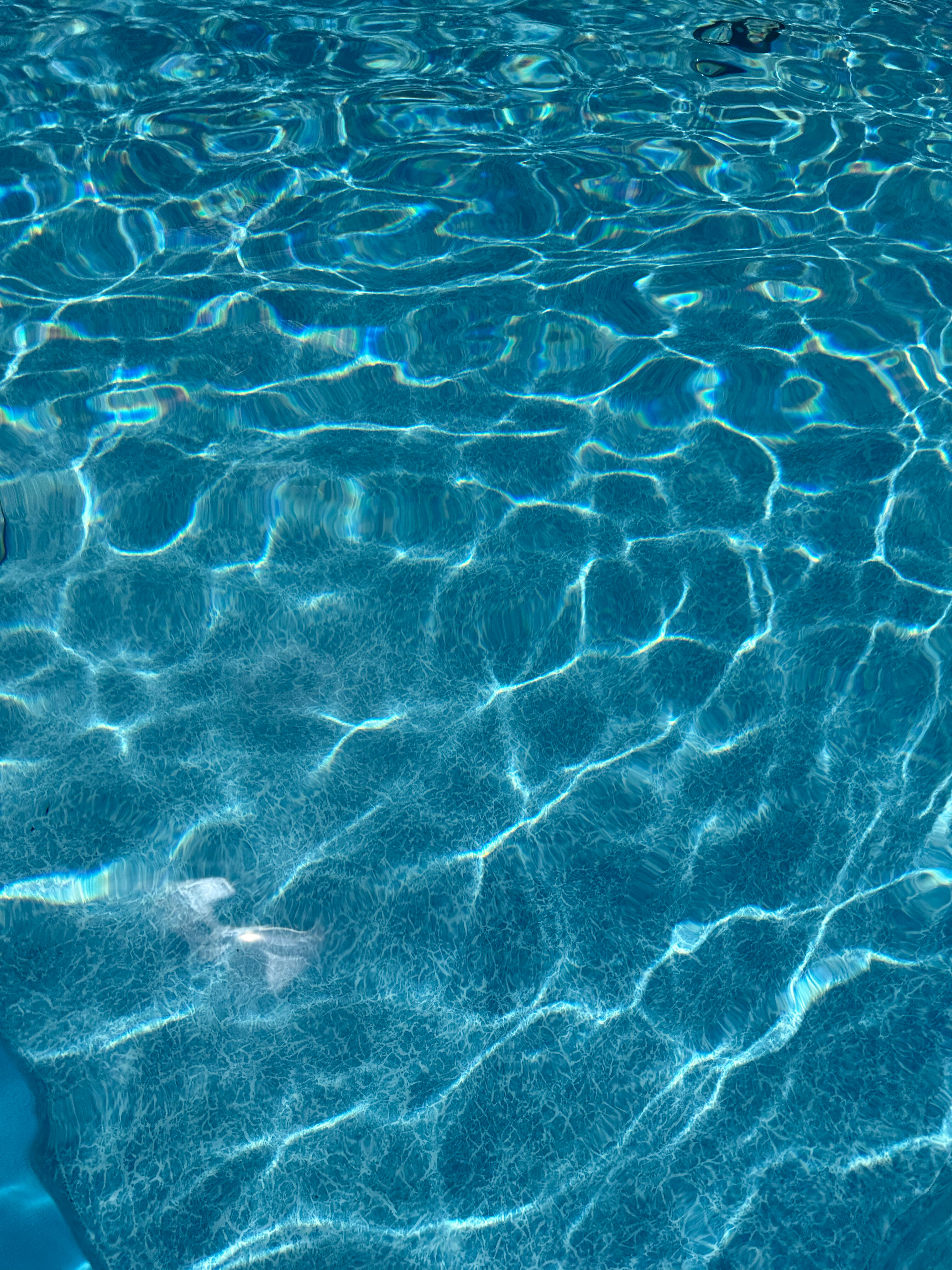 Фото Кипарис