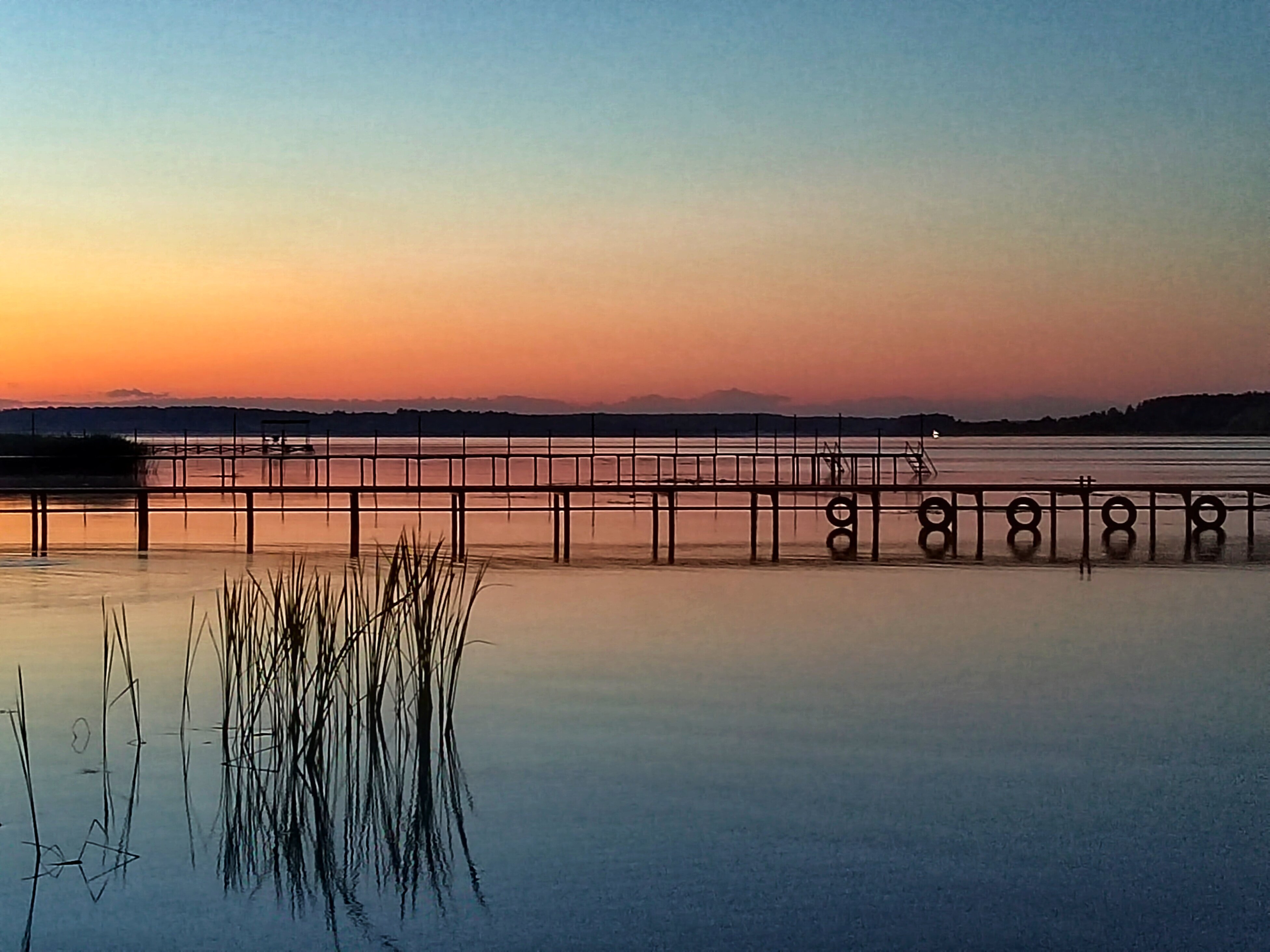 Фото Ёлки зелёные