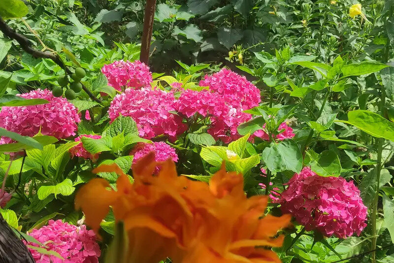 Фото У Кедра