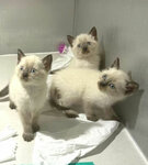 Amazing Pets Life (Majan, Wadi Al Safa 3, Hadaeq Mohammed Bin Rashid, Dubai), zoo center