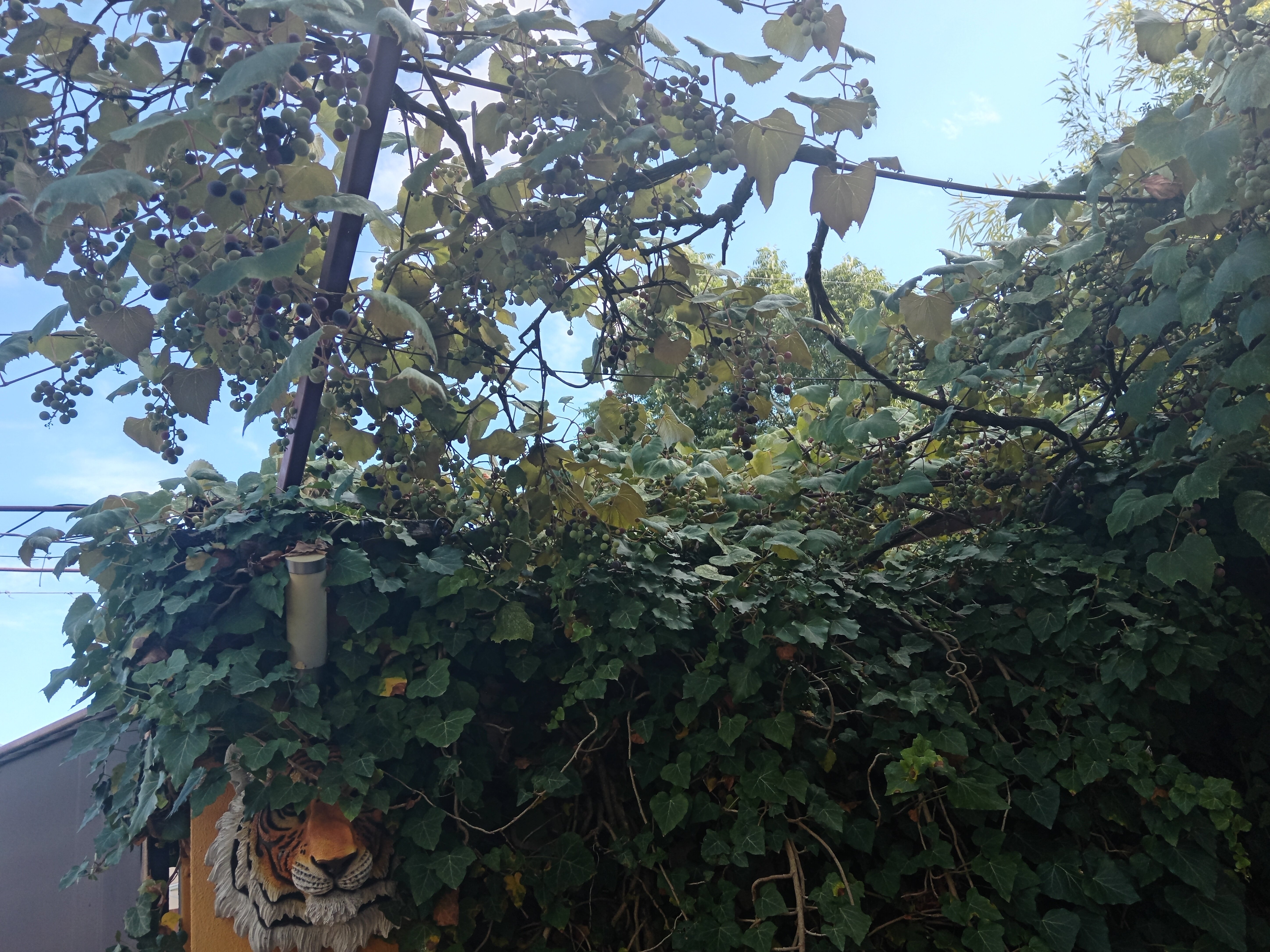 Фото Кристалл