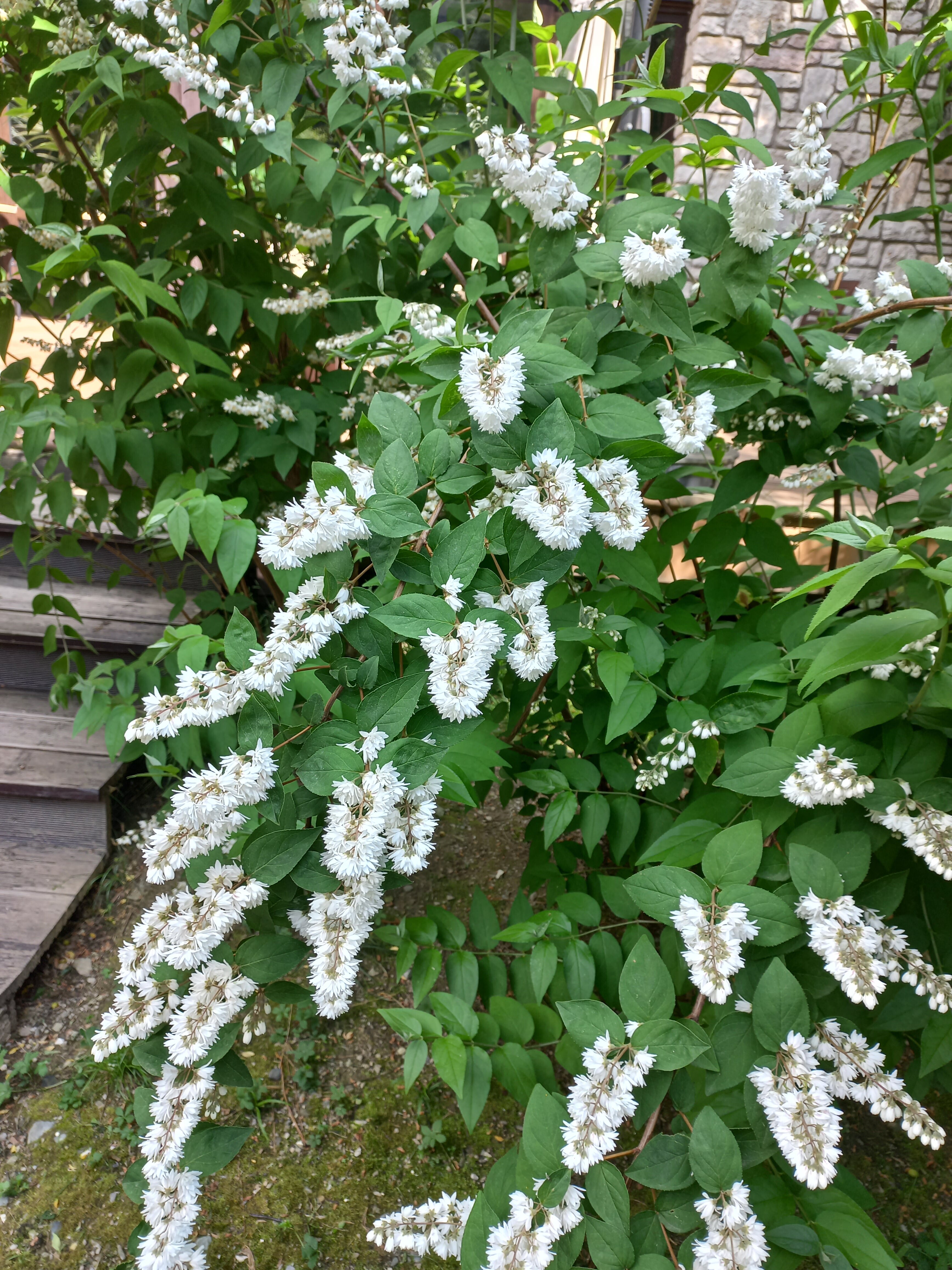 Фото Грейстоун