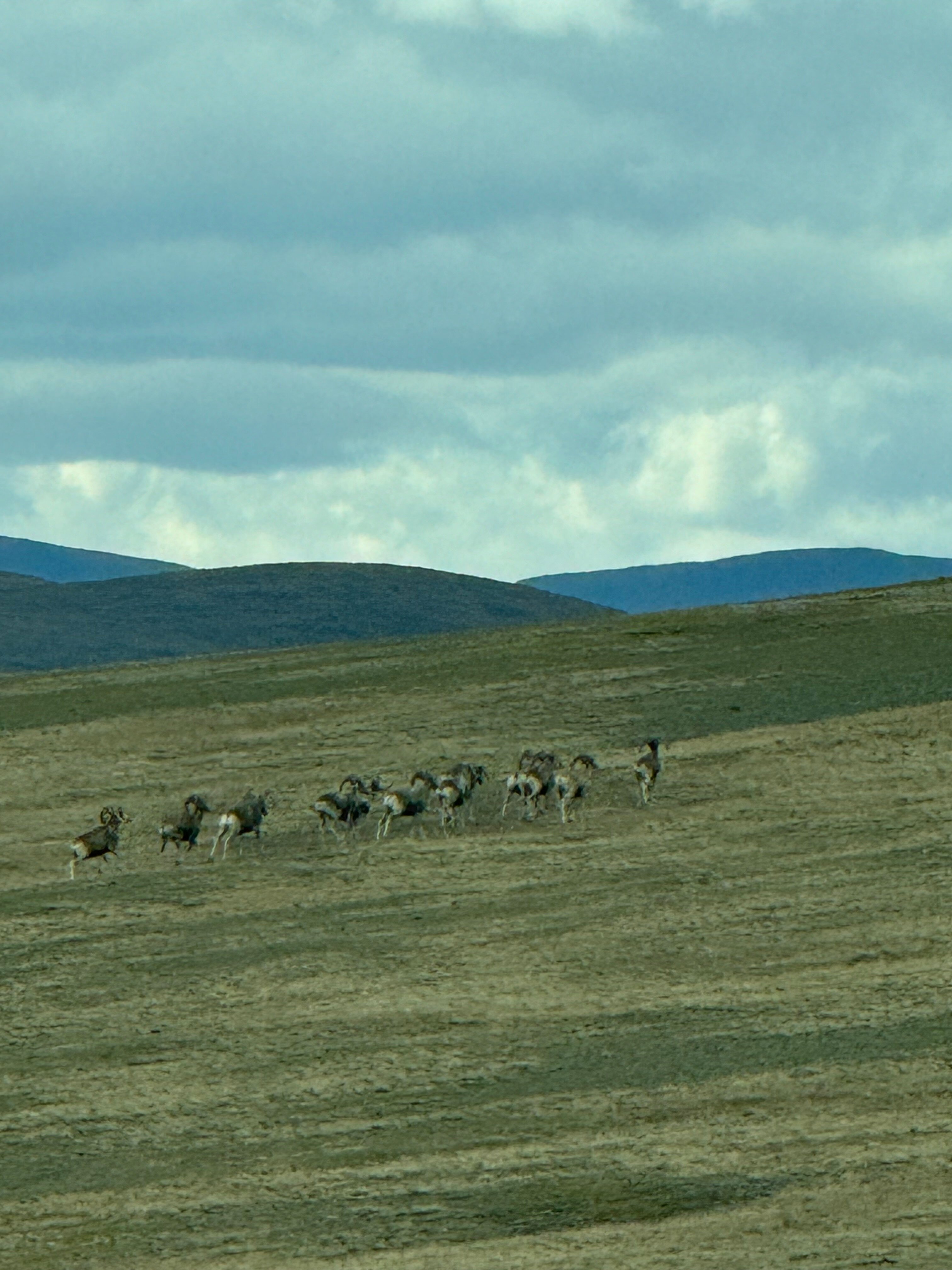 Фото Аррали