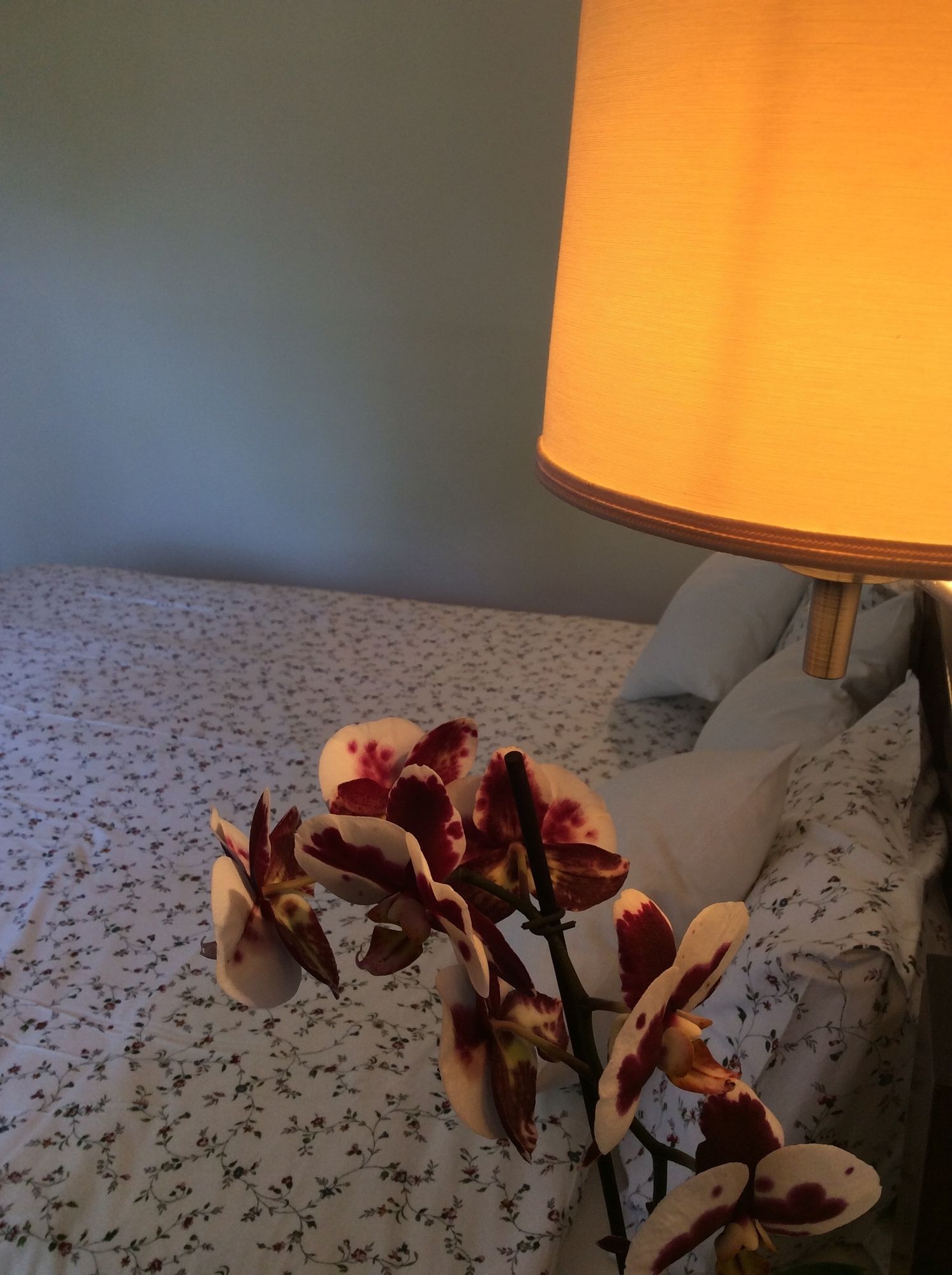 Фото Hotel Morfeas