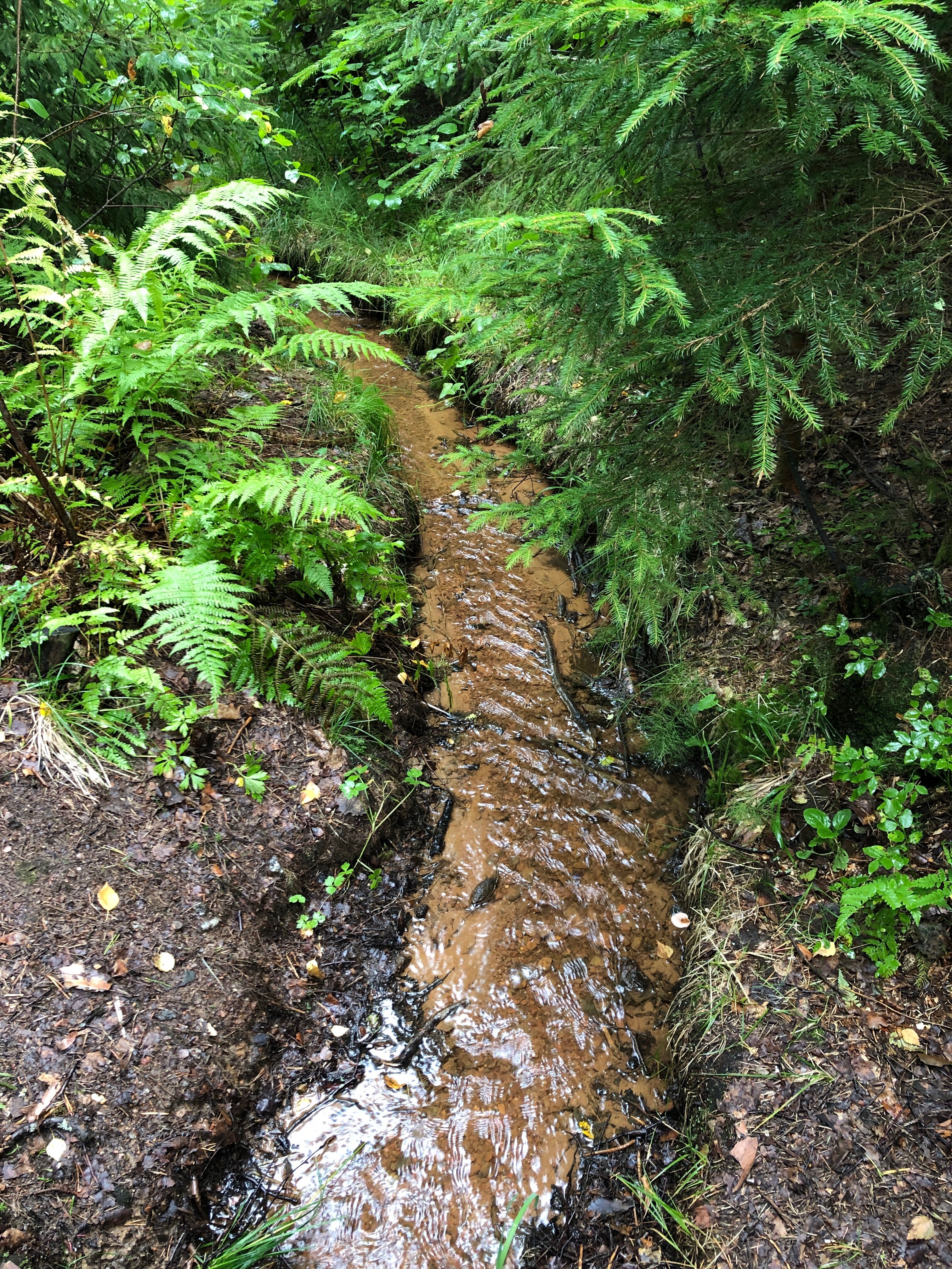 Фото Черника