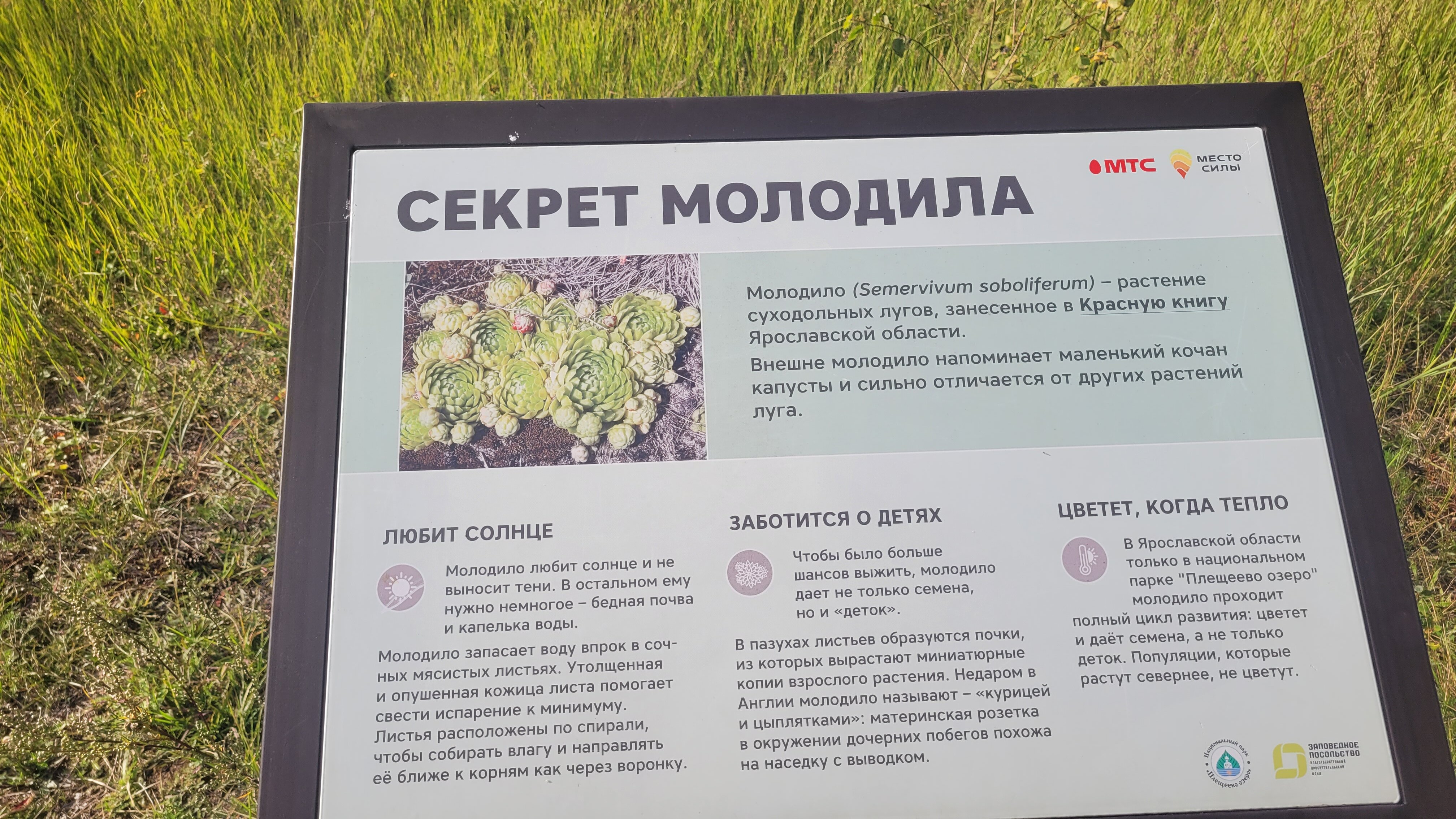 Фото Плещеево Хиллз