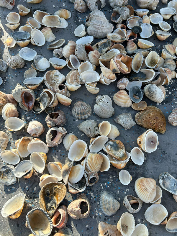 Морской берег — фото 16