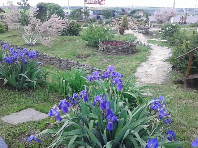 Фото Роза Ветров