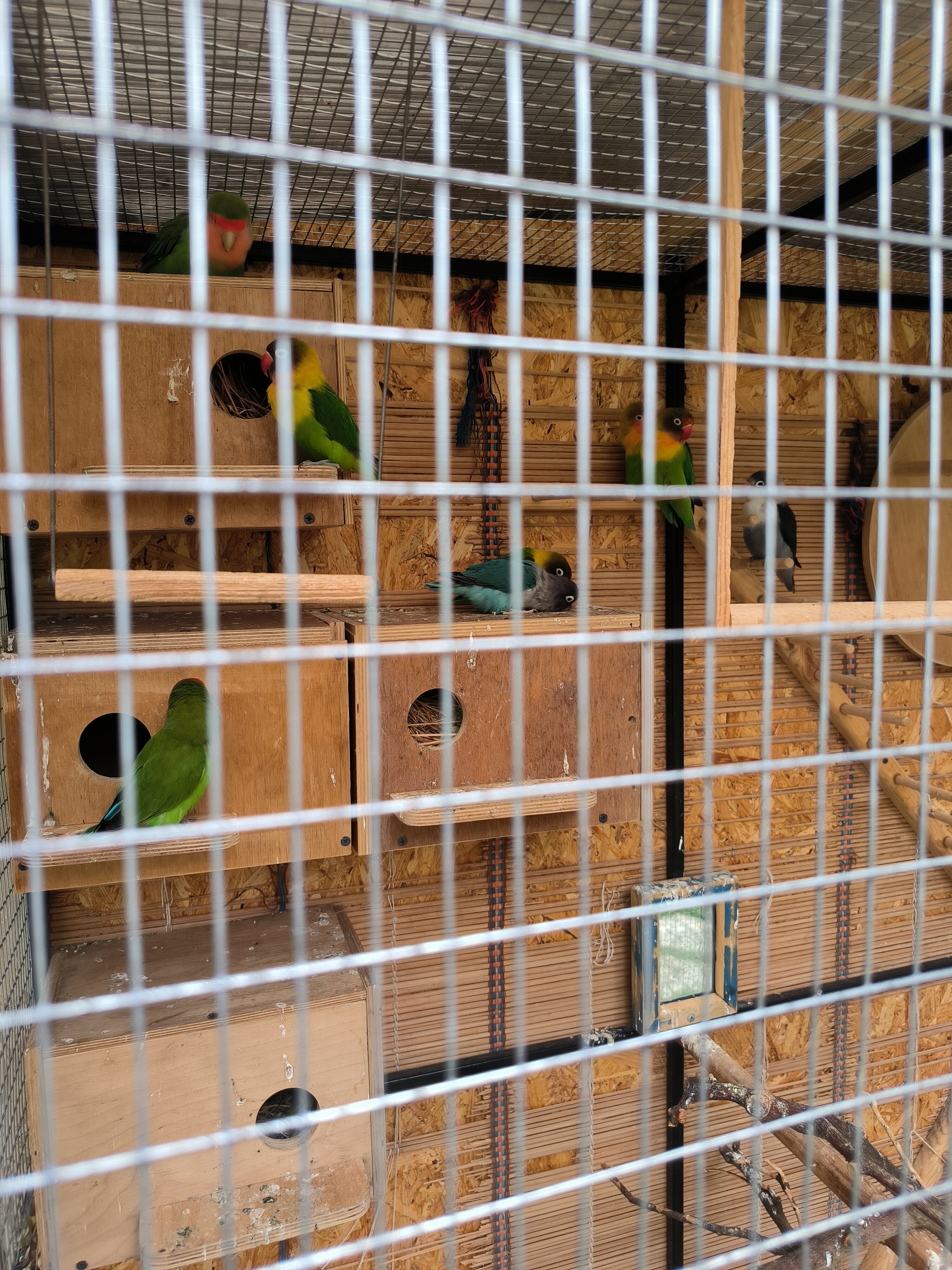 Фото Витязь