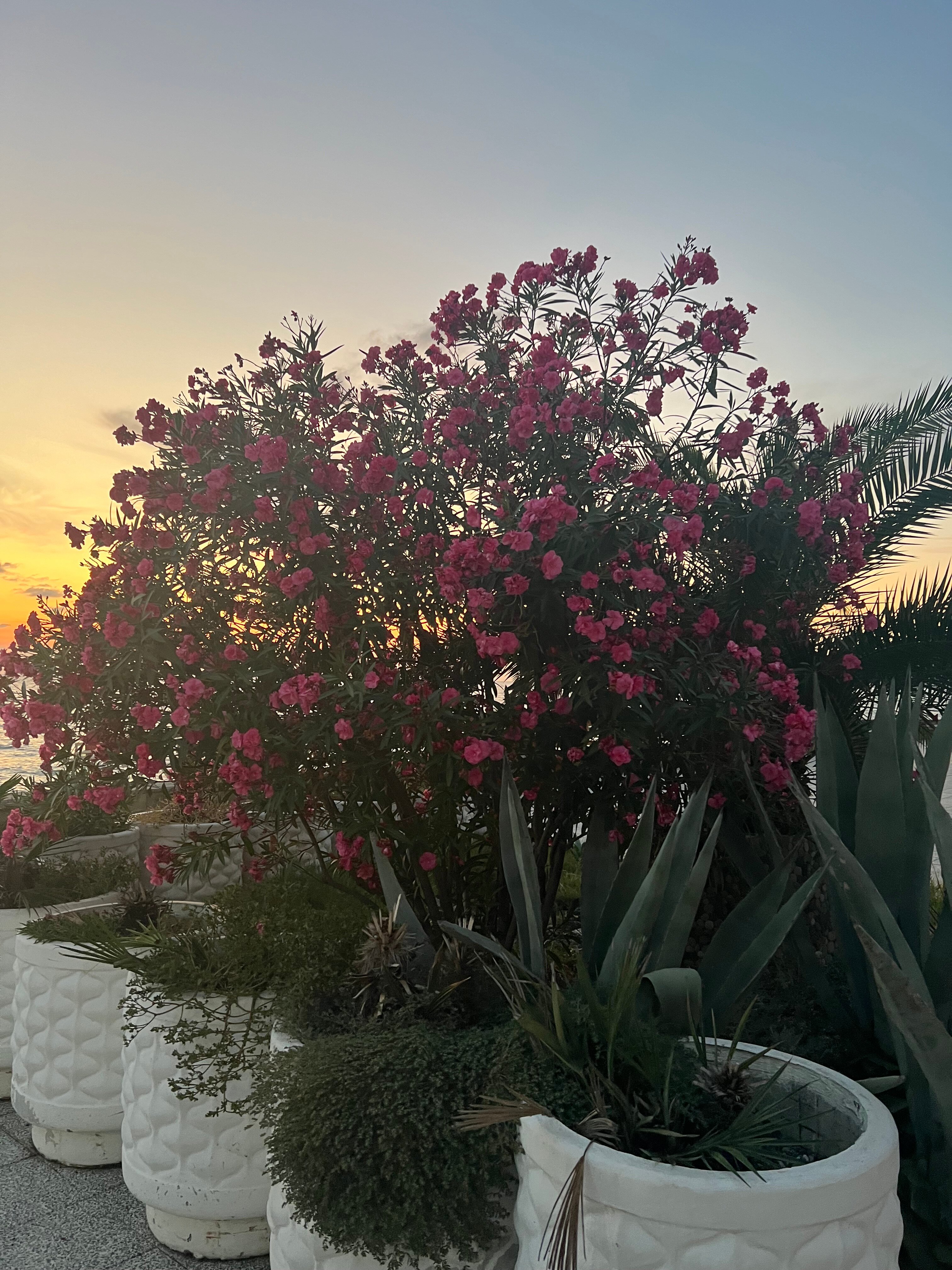 Фото Резиденция Санторини