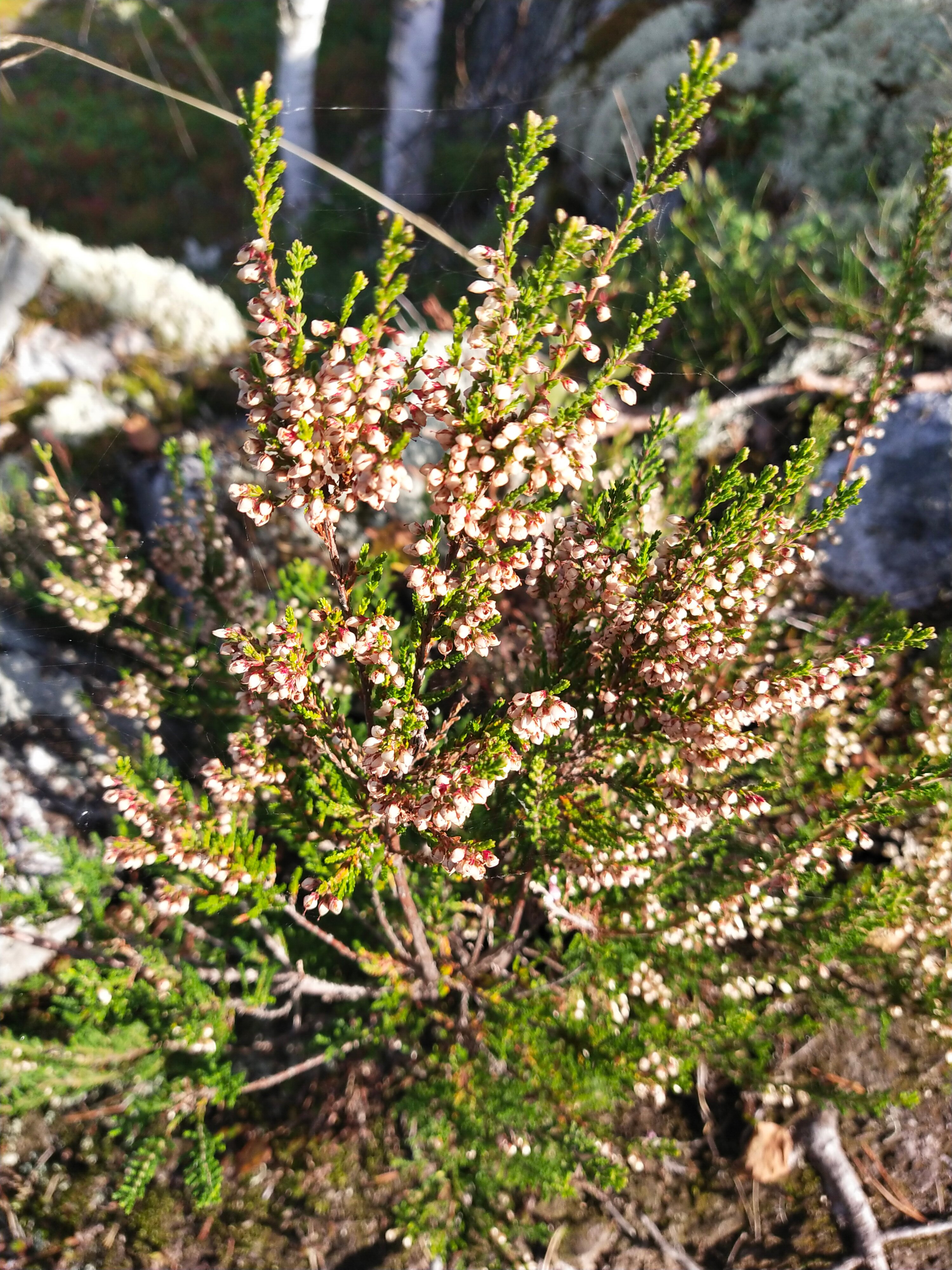 Фото Усадьба ДарЭли