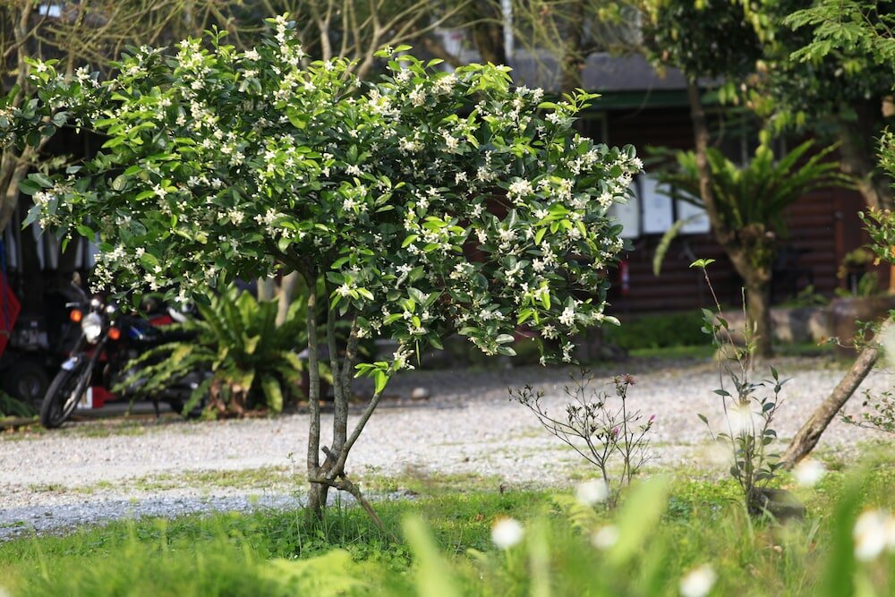 Фото Green Forest Villa