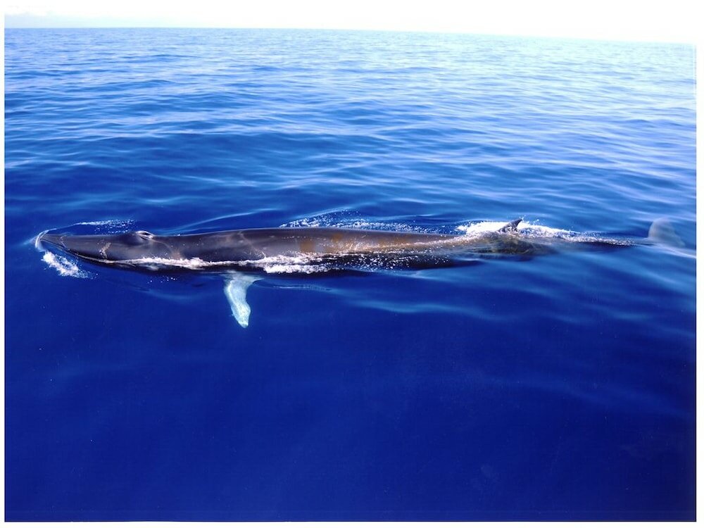 Фото Tosaryu Onsen Sanyoso