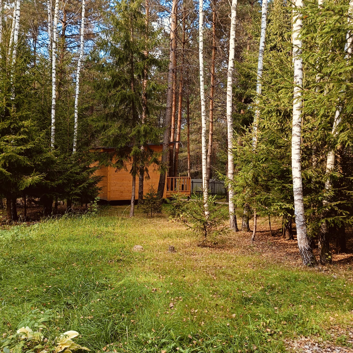 Фото Лесная сказка