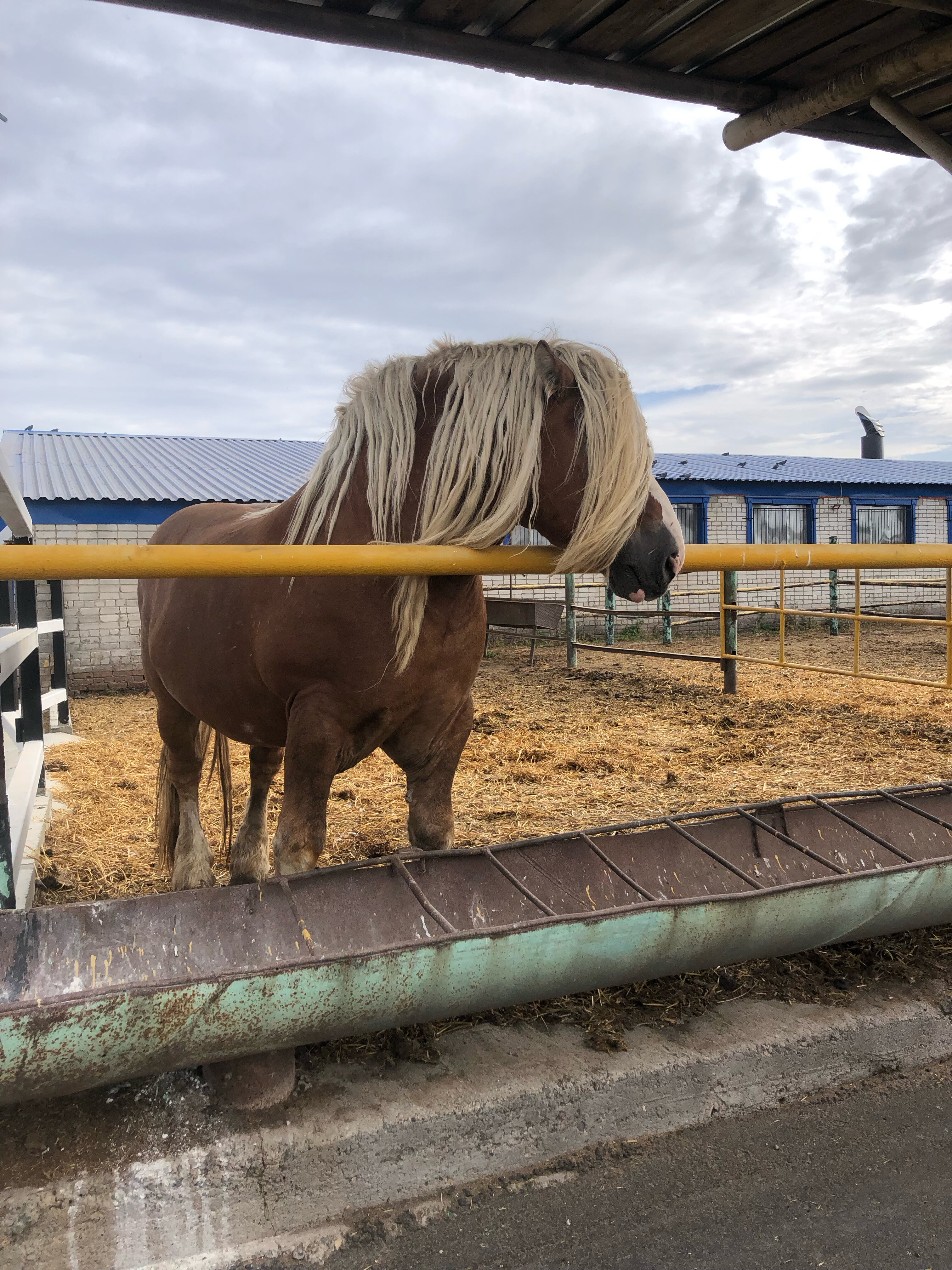 Фото Кумыска