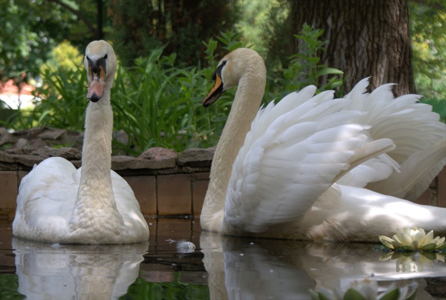 Фото Шереметьевский