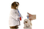 Veterinarny tsentr Midor (Bukharestskaya Street, 128к1), veterinary clinic