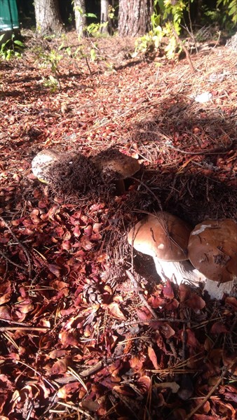 Фото Алавойне