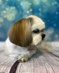 Glamuurr (ulitsa Gorkogo, 16), pet salon