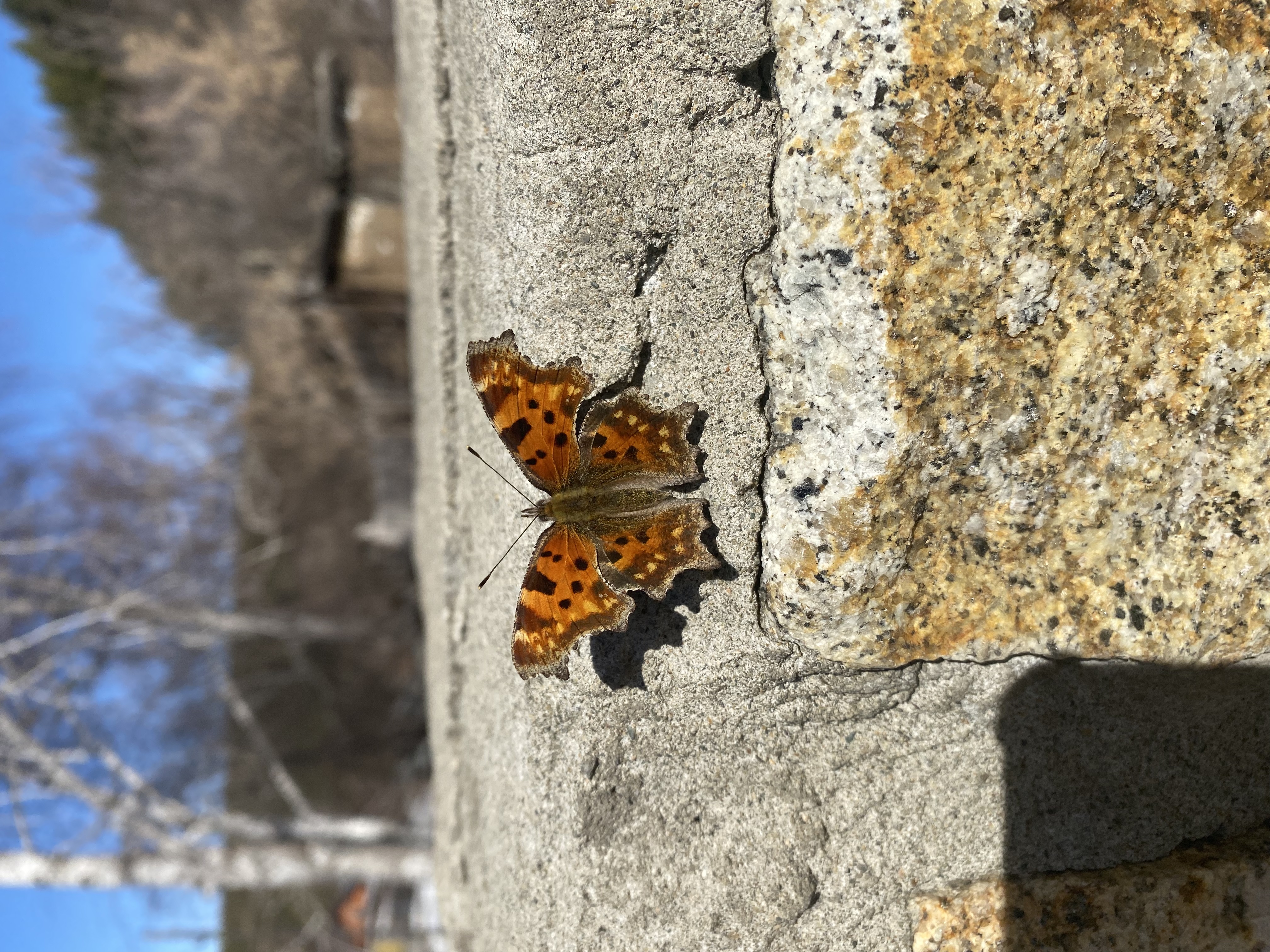 Фото Радевичи