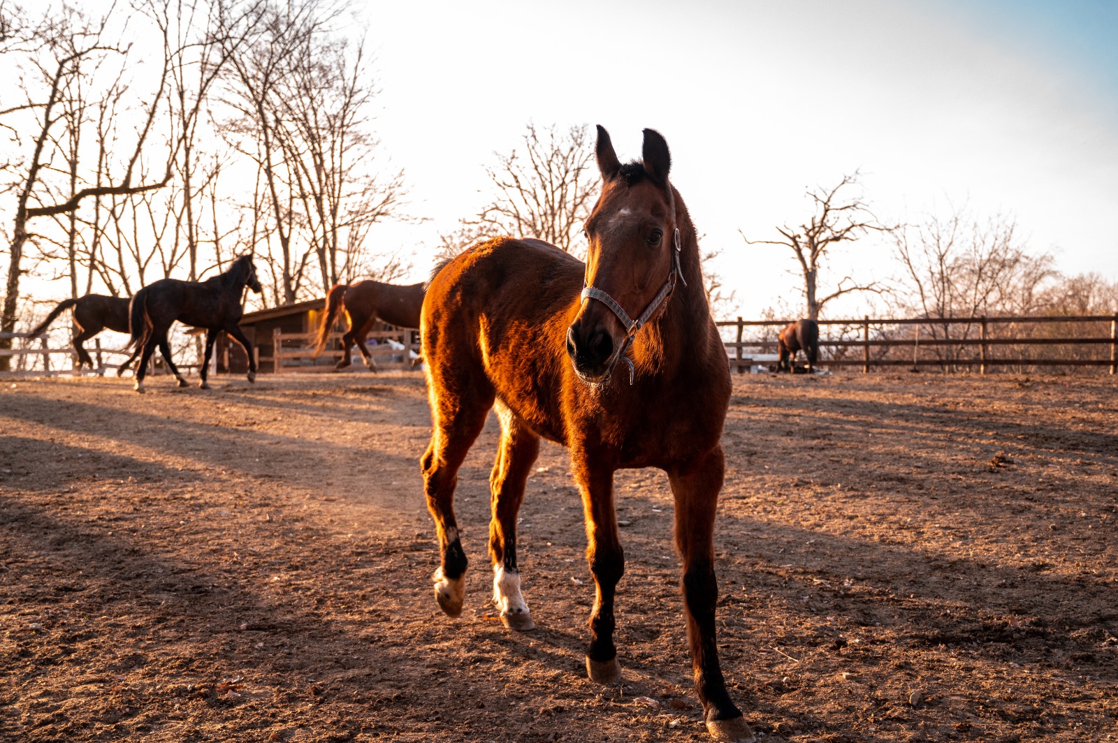 Фото Фазенда Огни Сочи