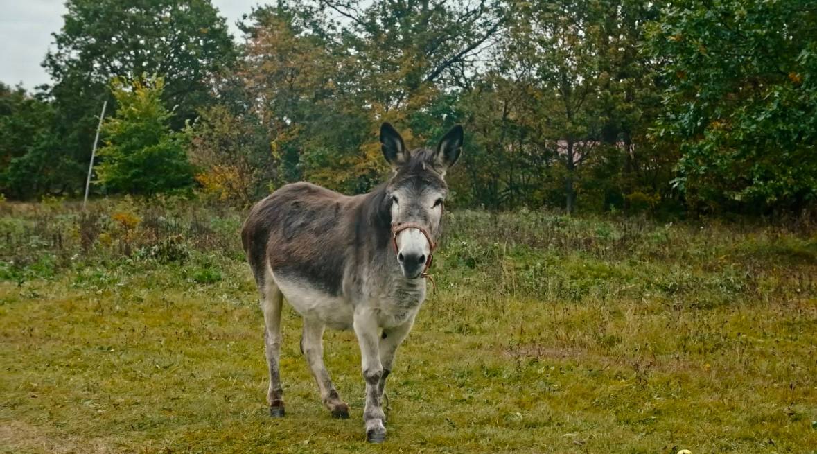 Фото Сосновый Бор