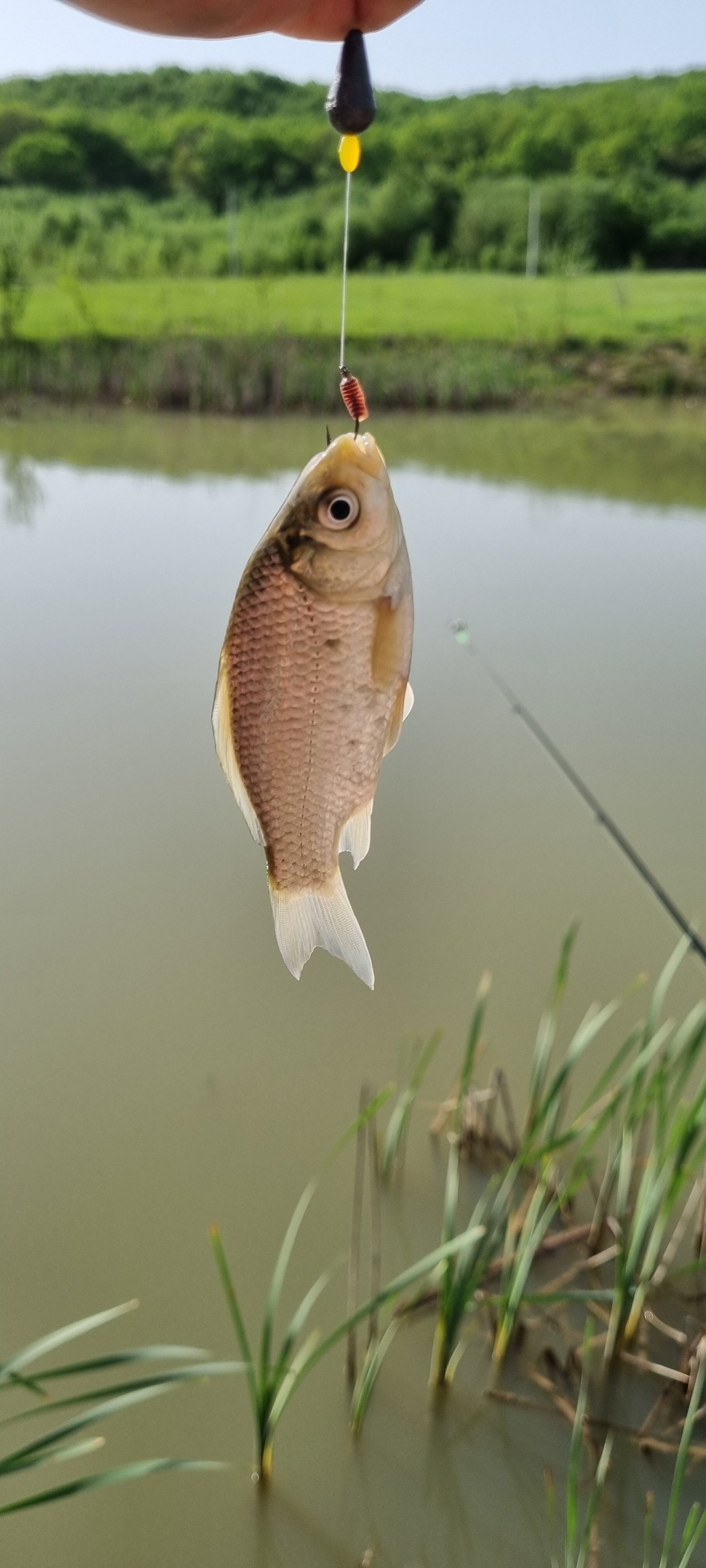 Фото Дубровский