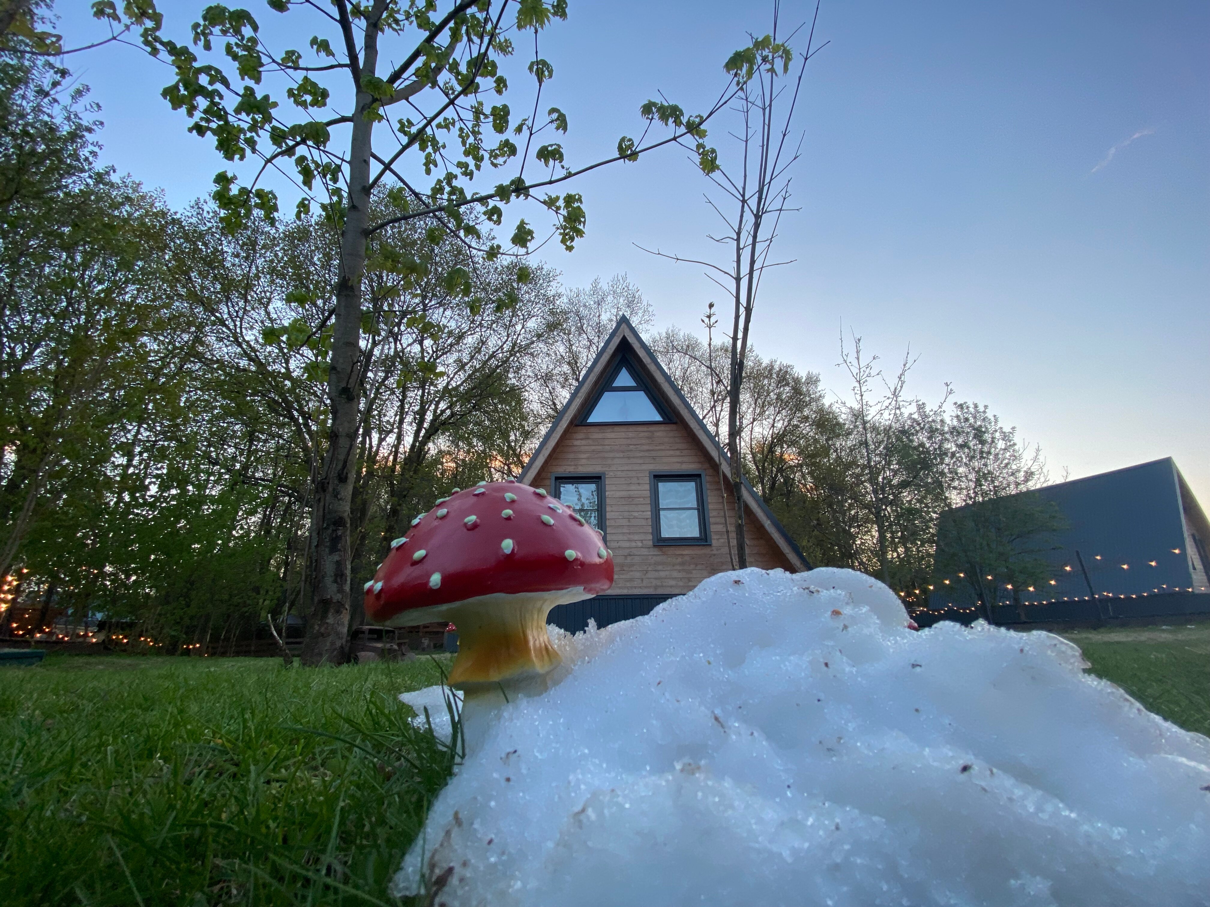 Фото Жёлуди