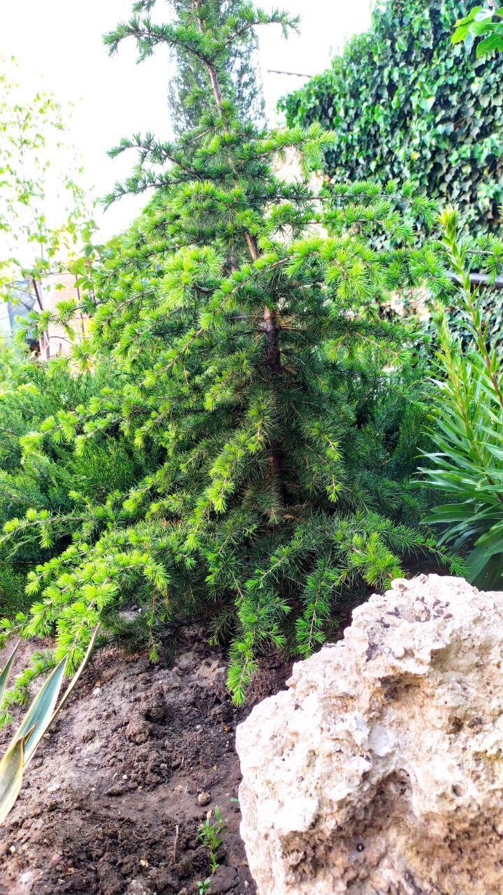 Фото Вилла Гармония