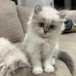 Furs & Feathers Pets (31, Al Marabi Street, Al Mina, Abu Dhabi), pet shop