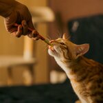 Tiny Paws Uae (RMT Residence, District JVC 11, Jumeirah Village Circle, Hadaeq Mohammed Bin Rashid, Dubai), pet salon