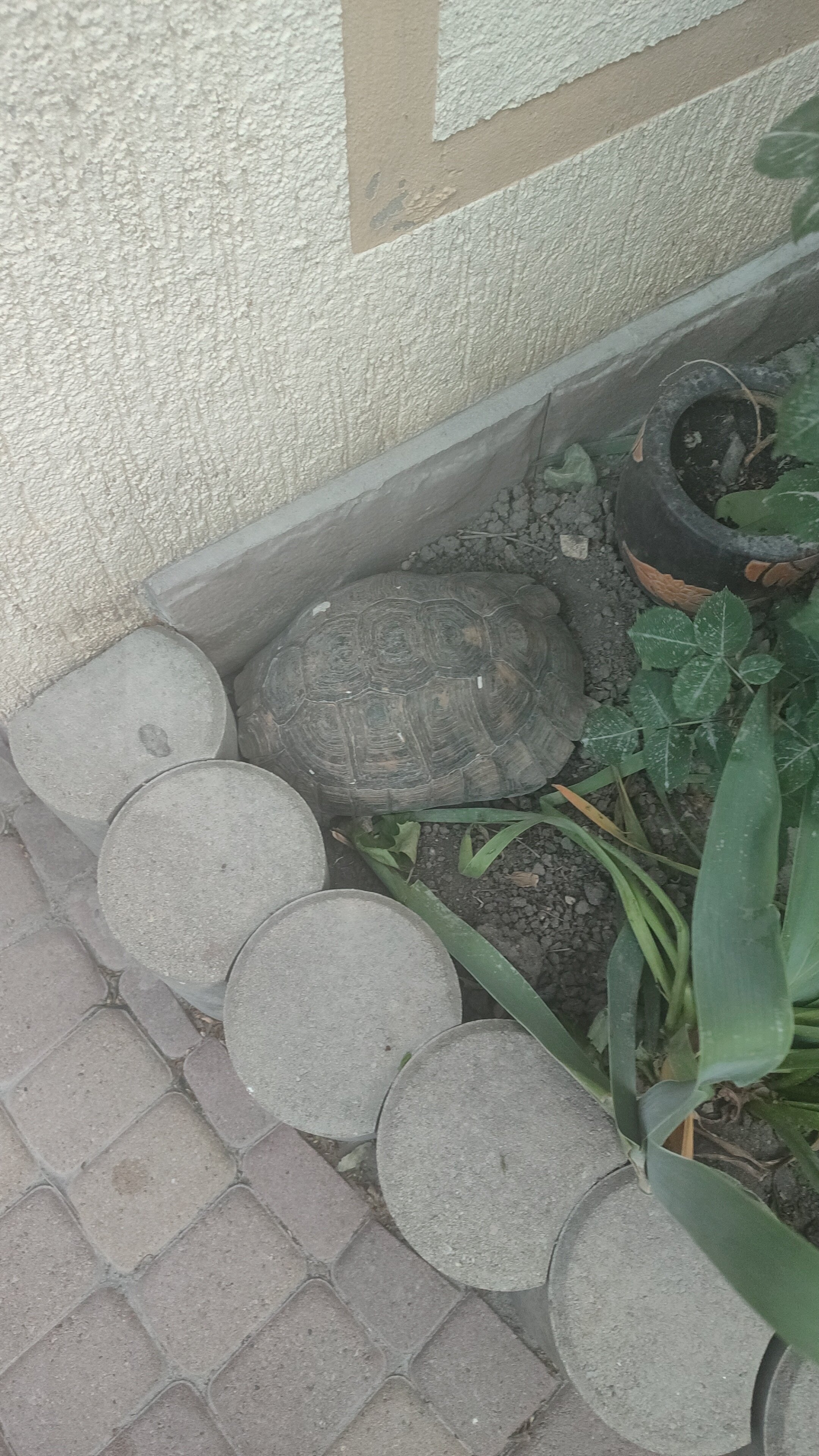 Фото Жемчужина Геленджика