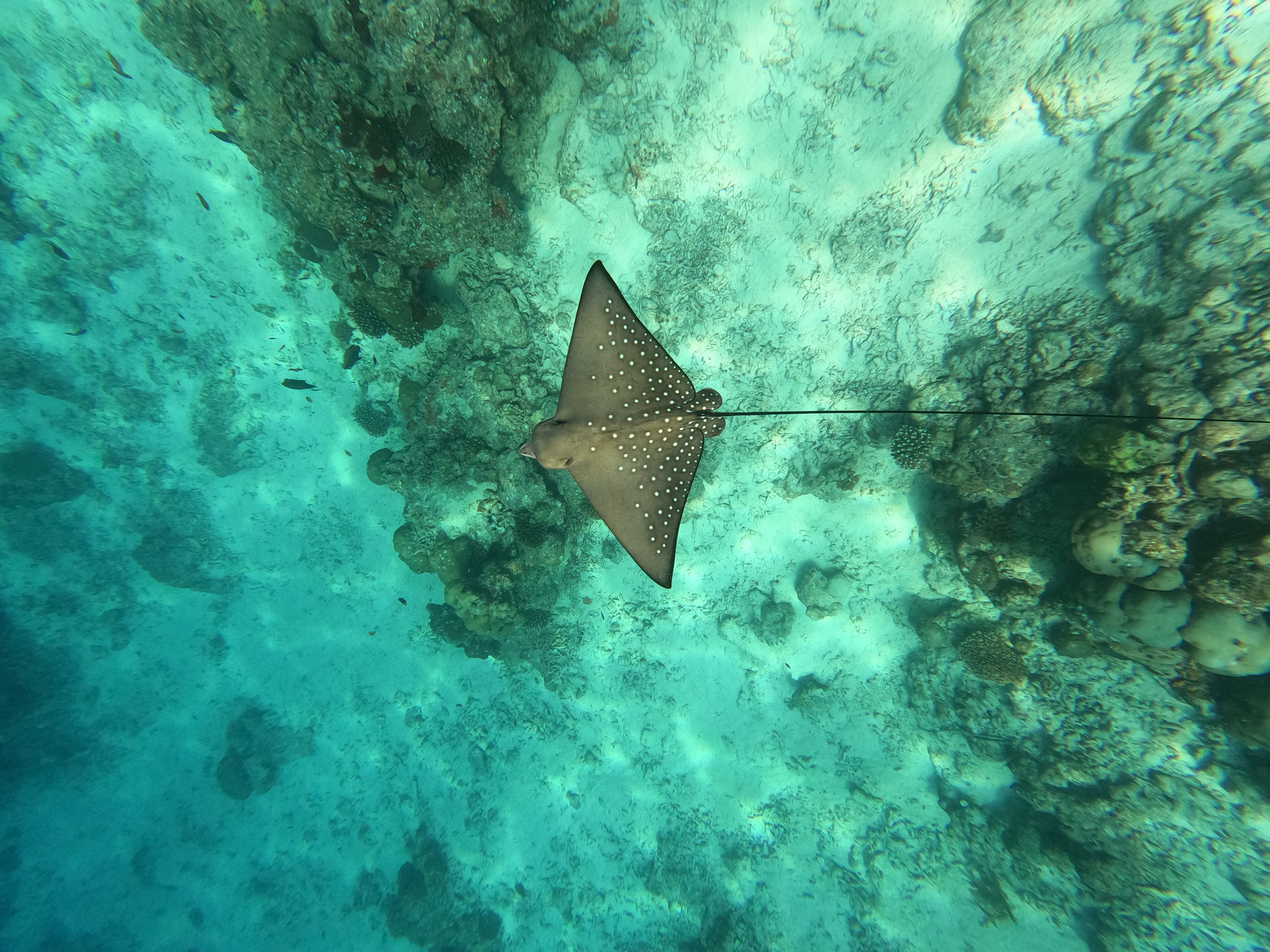 Фото Fihalhohi Maldives
