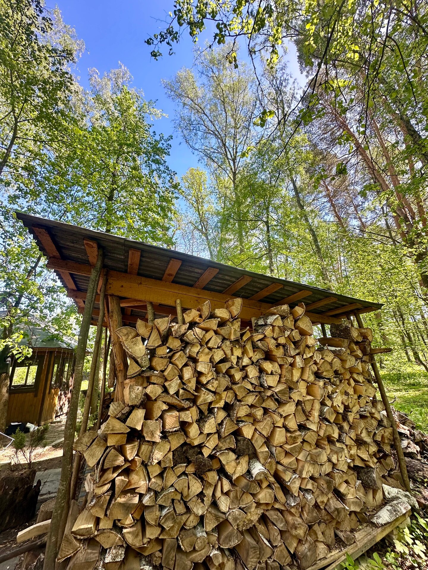 Фото Подберёзовик