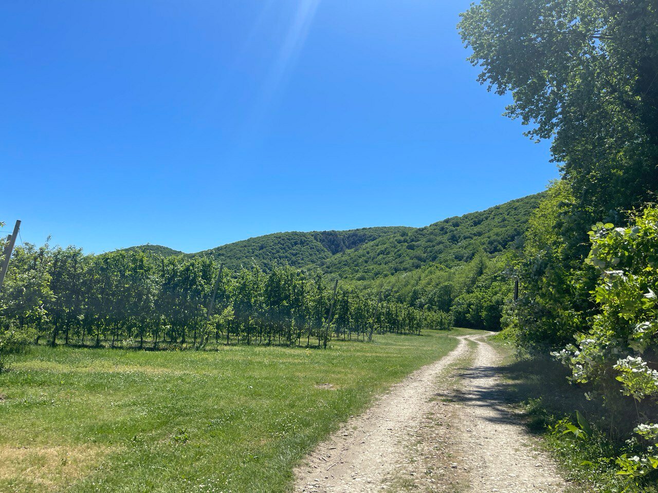 Фото Секвойя