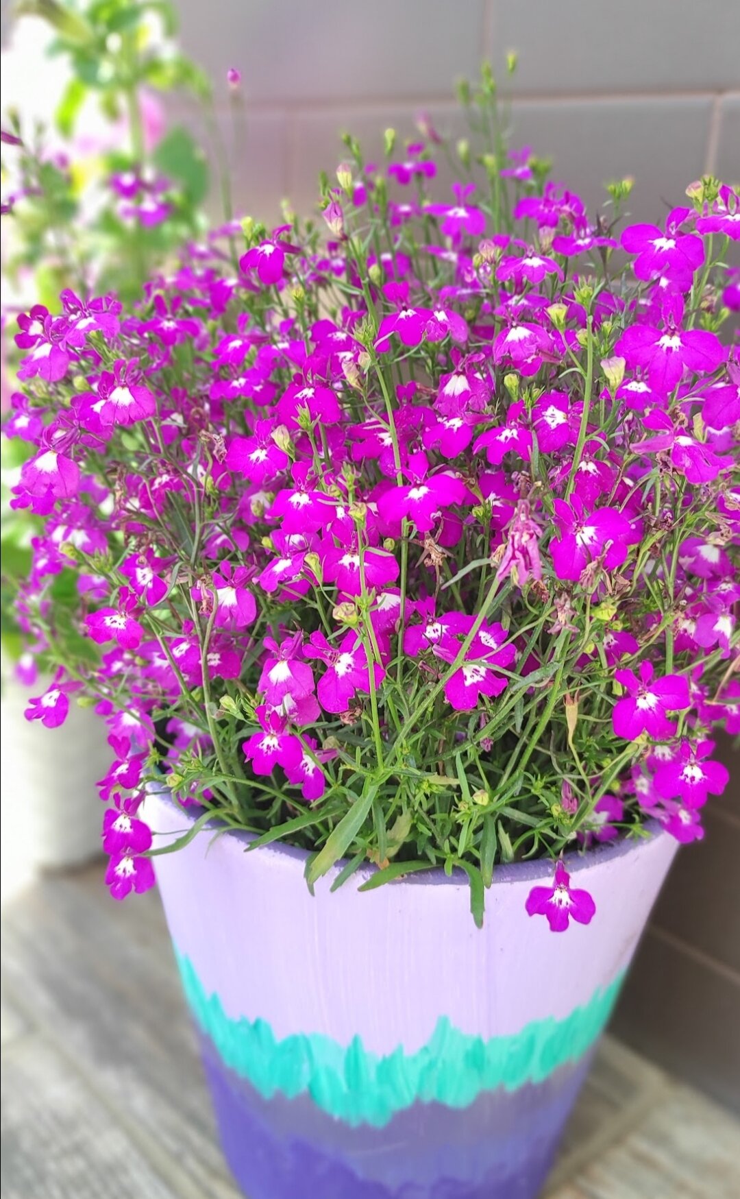 Фото Розов хутор