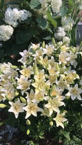 Иное жильё Дом с лилиями