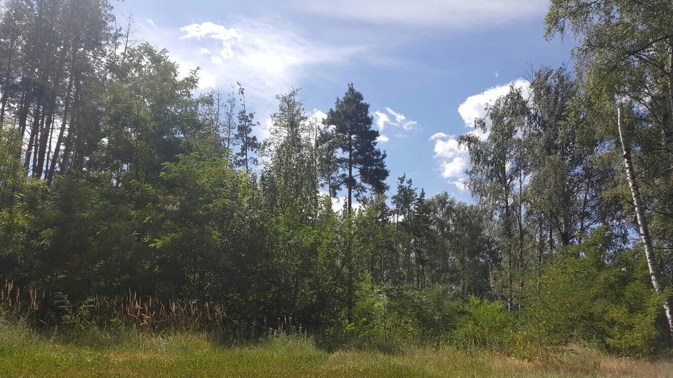 Фото Замок у Леса