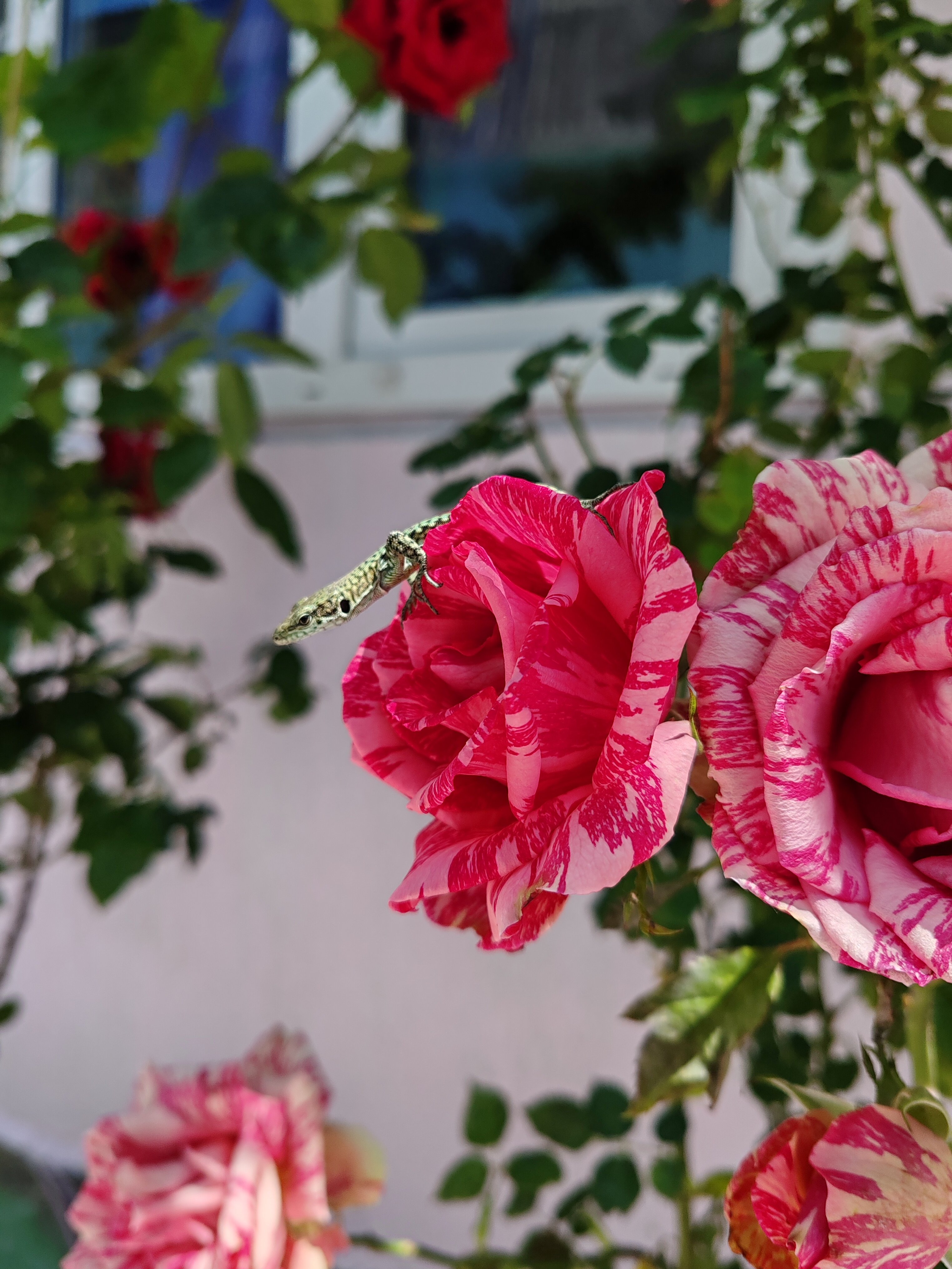 Фото Дом Табаловых