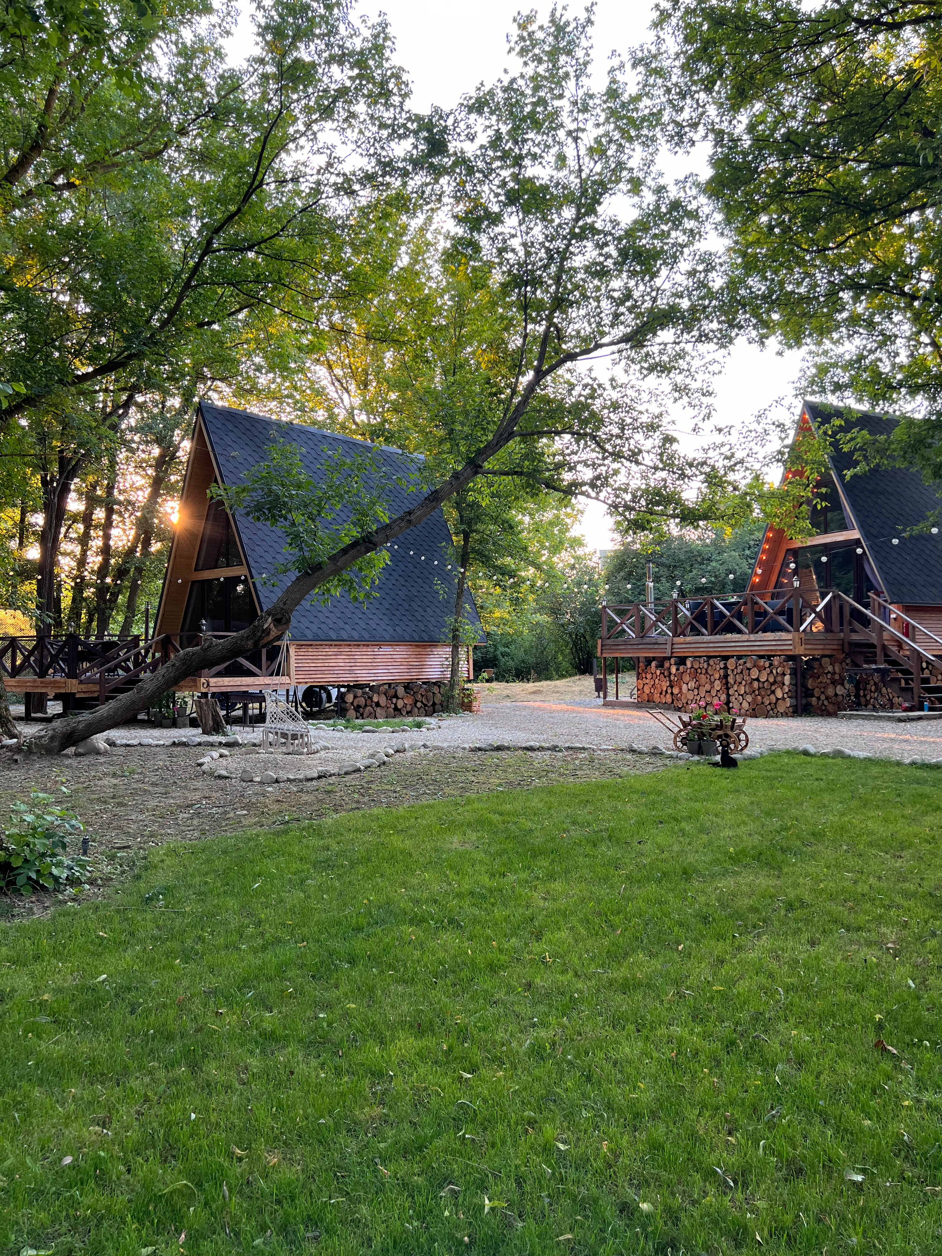 Фото Богатый лес