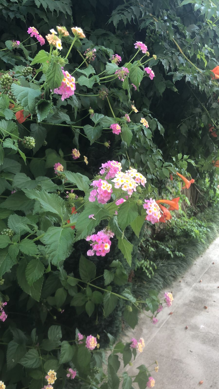 Фото Лантана